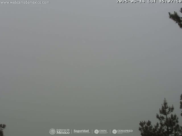 A very foggy outdoor scene shows the tops of dark evergreen trees.