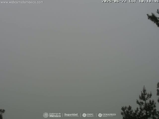 A dense fog obscures the view of an outdoor scene, with the tops of dark evergreen trees barely visible at the bottom of the frame.