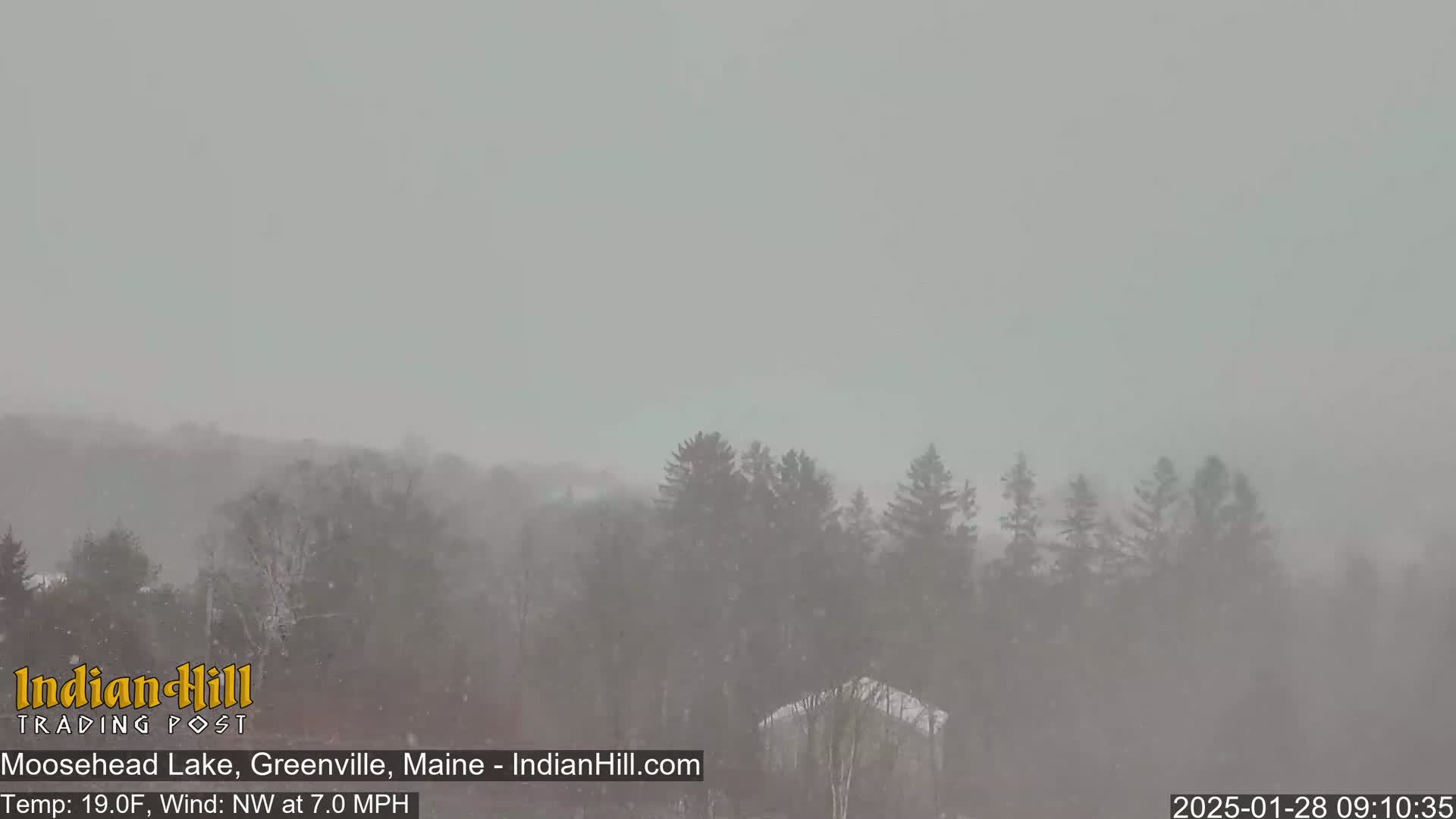 Snow falls heavily over a line of evergreen trees in a hazy, gray landscape.