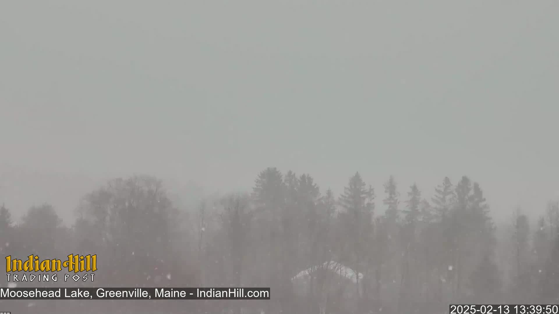 Snow falls heavily over a line of evergreen trees.