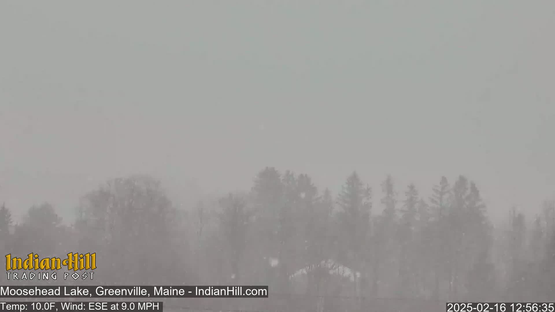 A snowstorm obscures a line of evergreen trees.