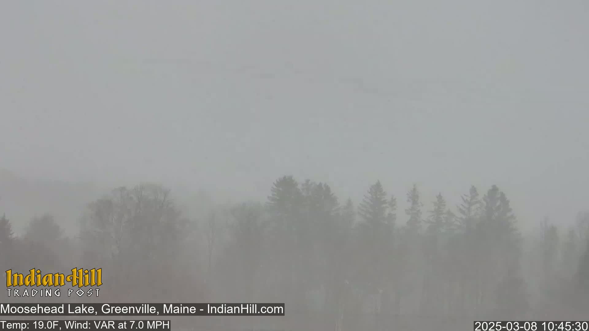 A dense fog obscures a line of dark trees.