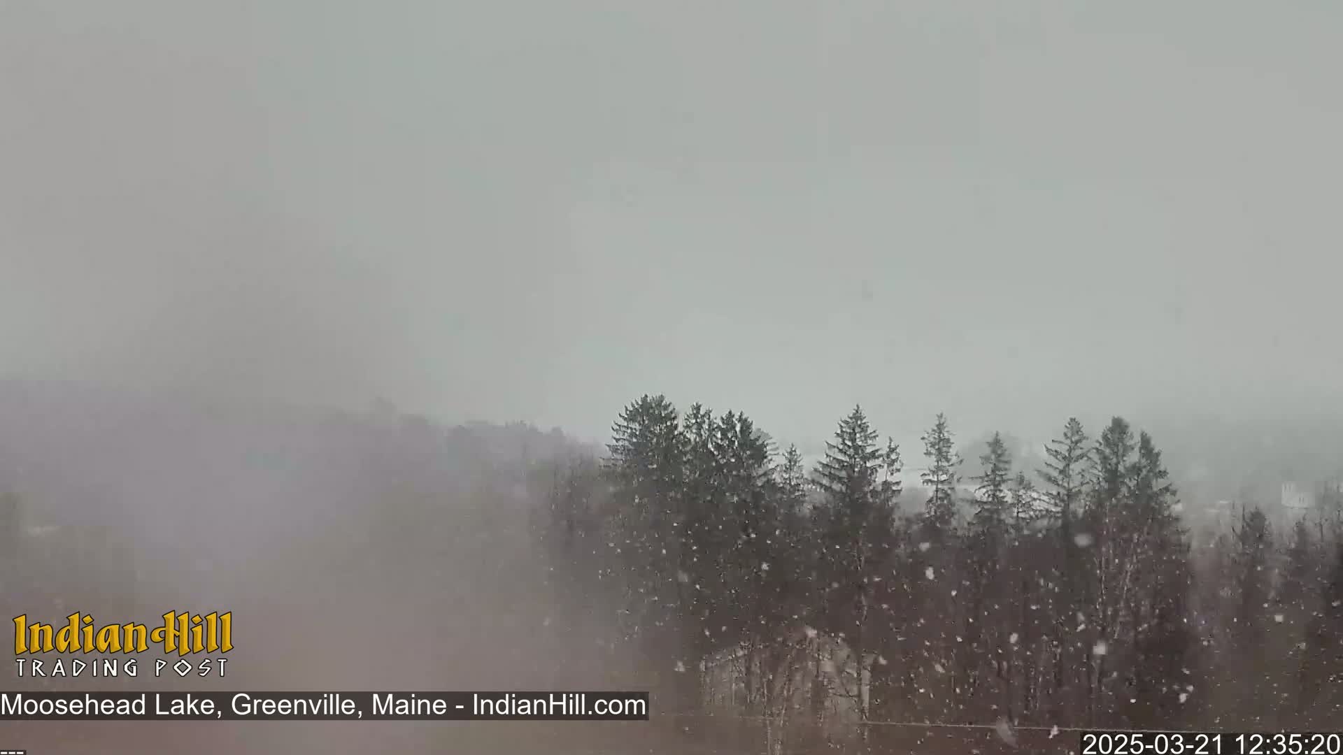 Snow falls over a line of evergreen trees.