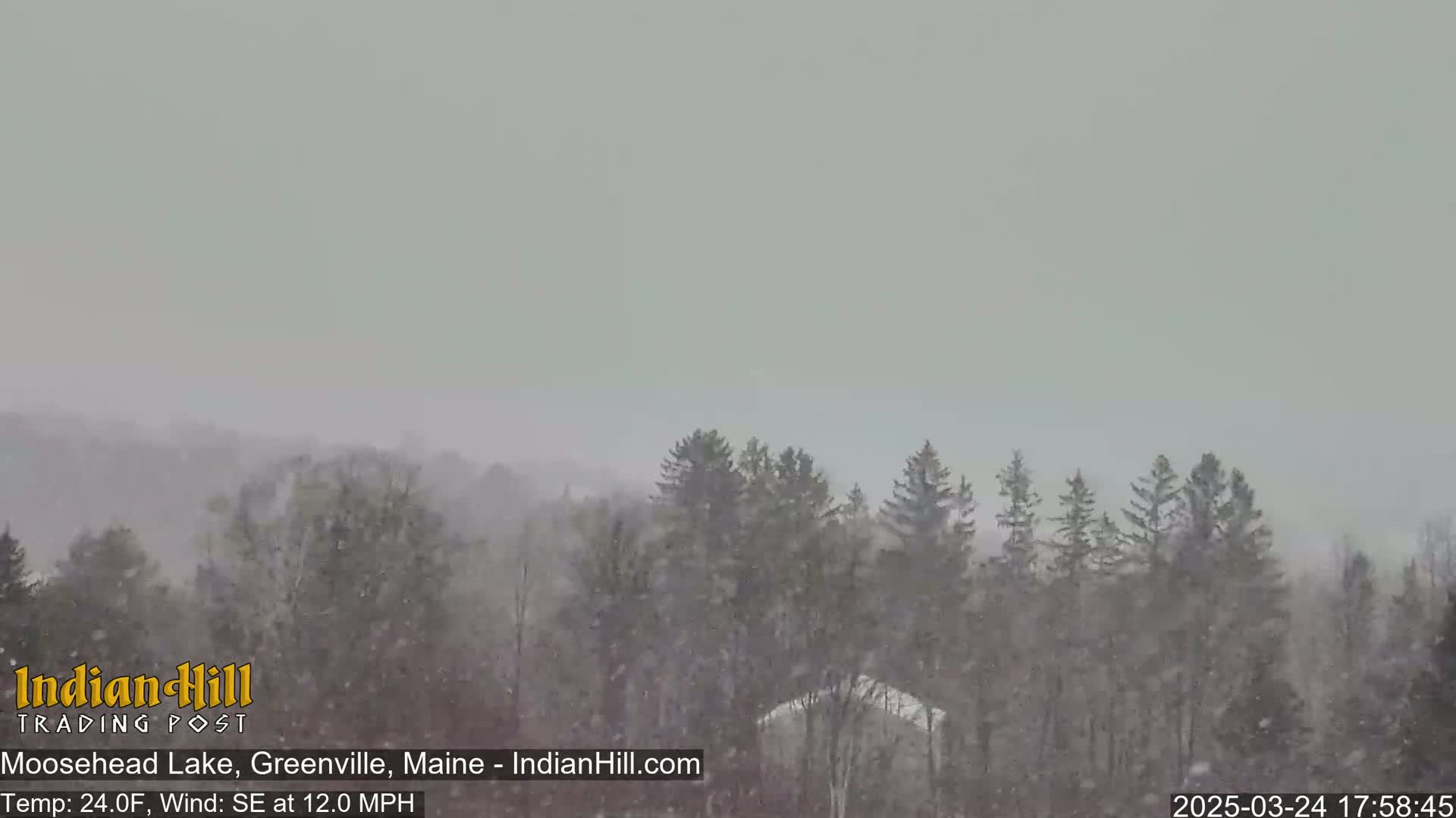 Snow falls over a line of evergreen trees in a gray, overcast sky.