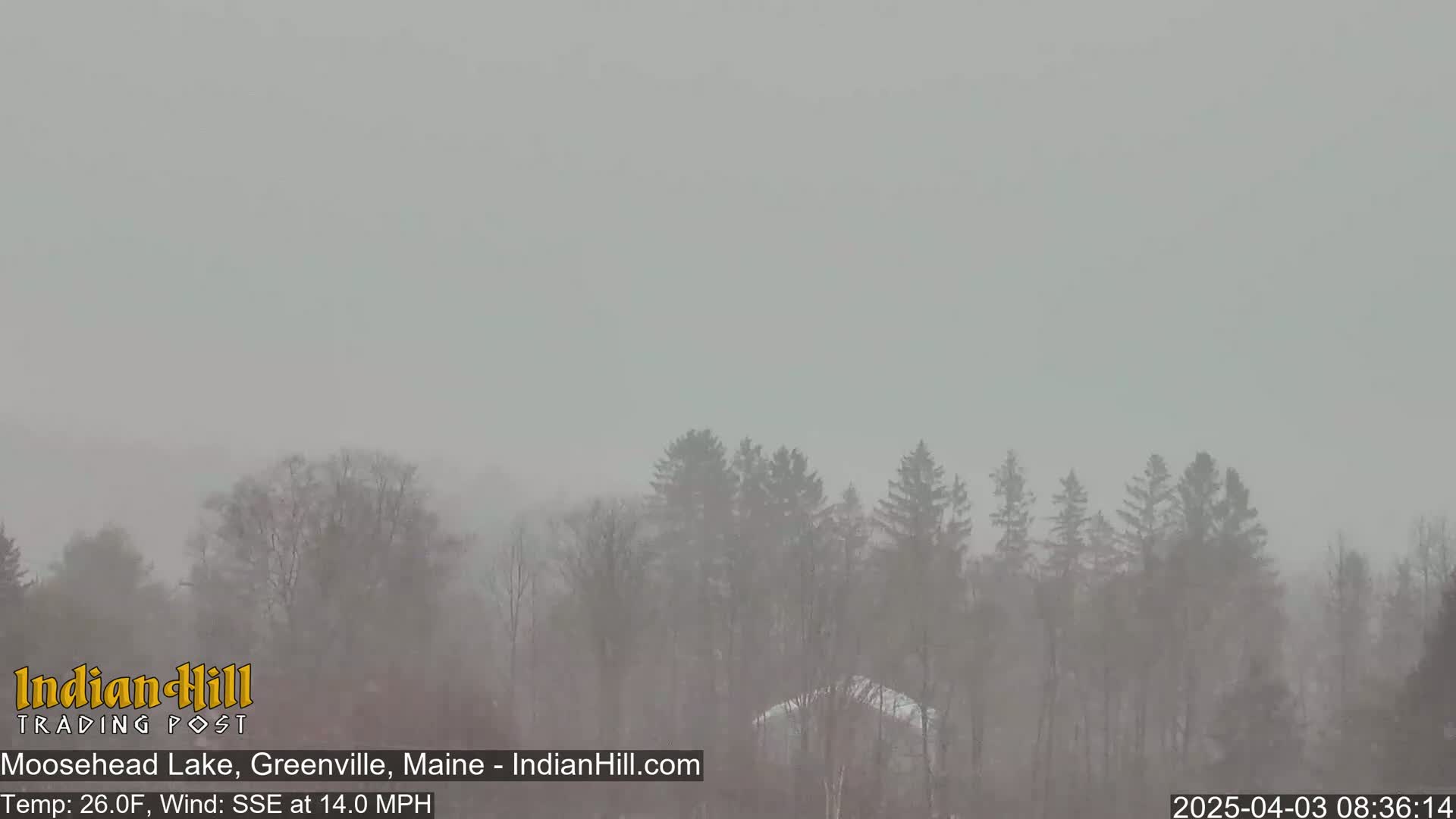 A snowy, hazy scene shows a line of evergreen trees in the distance under a gray sky.