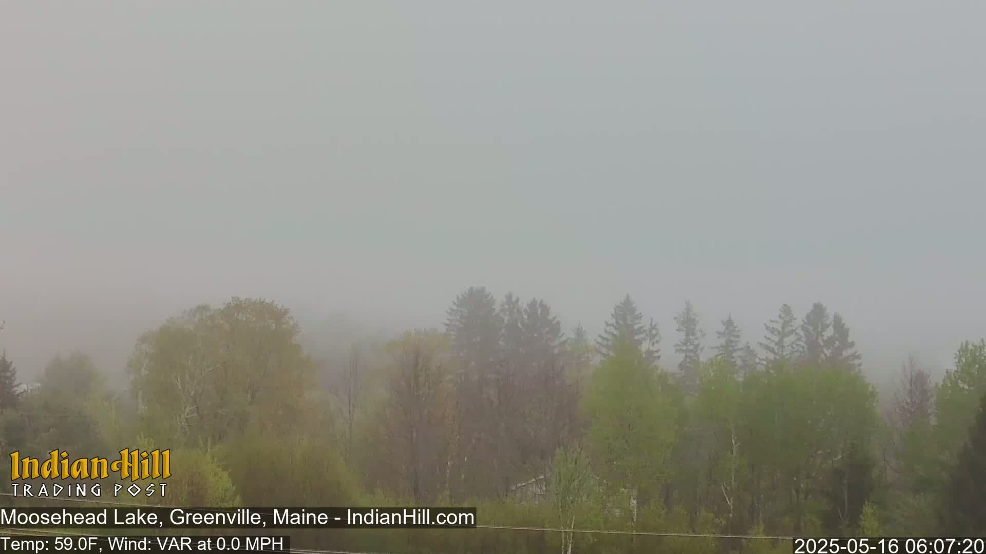 A foggy landscape shows a line of trees in the mid-ground.