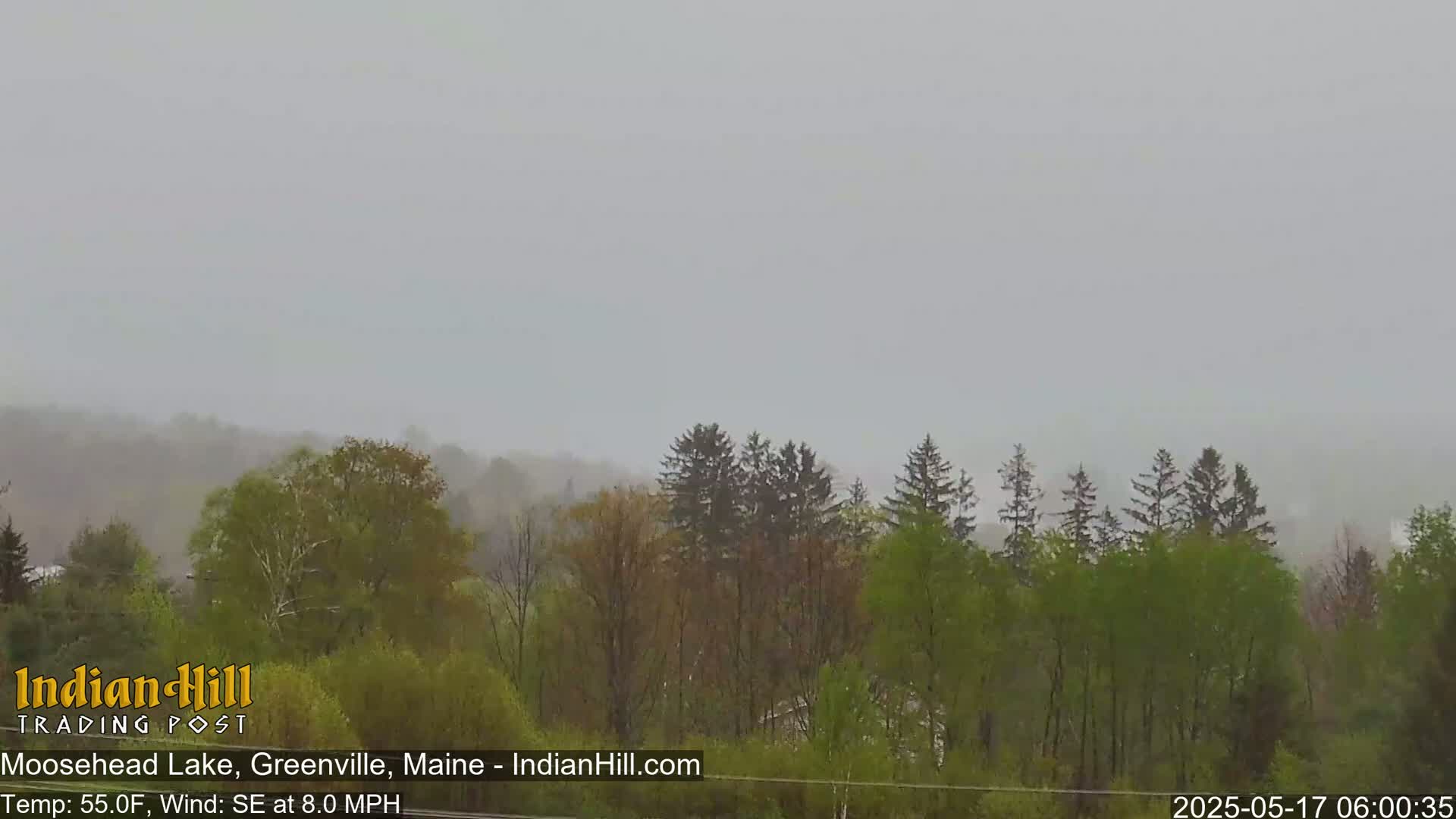A view of a tree line on a misty, overcast day with a light southeast wind.