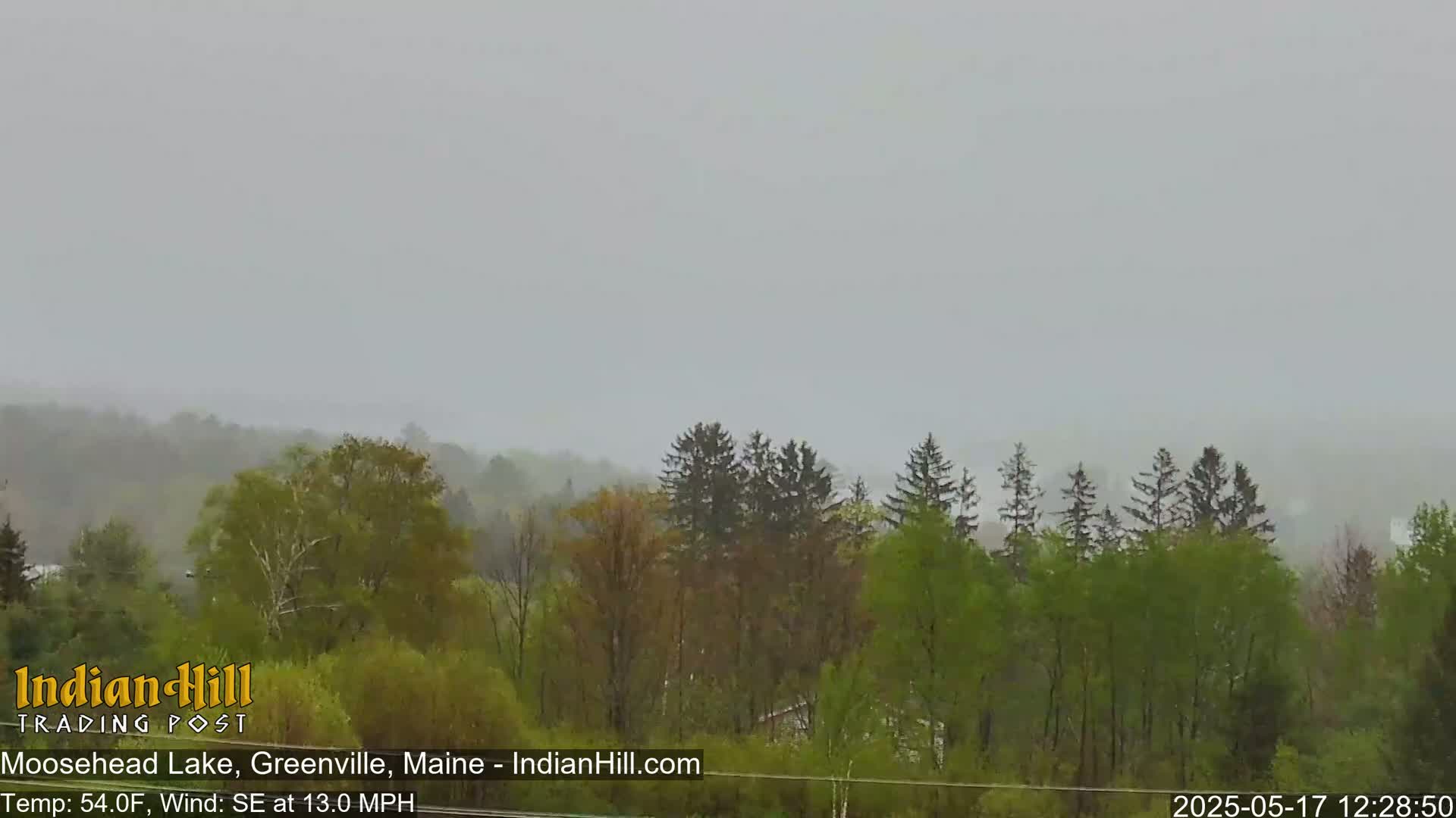 A view of a forest under a heavy, gray, overcast sky with a southeast wind.