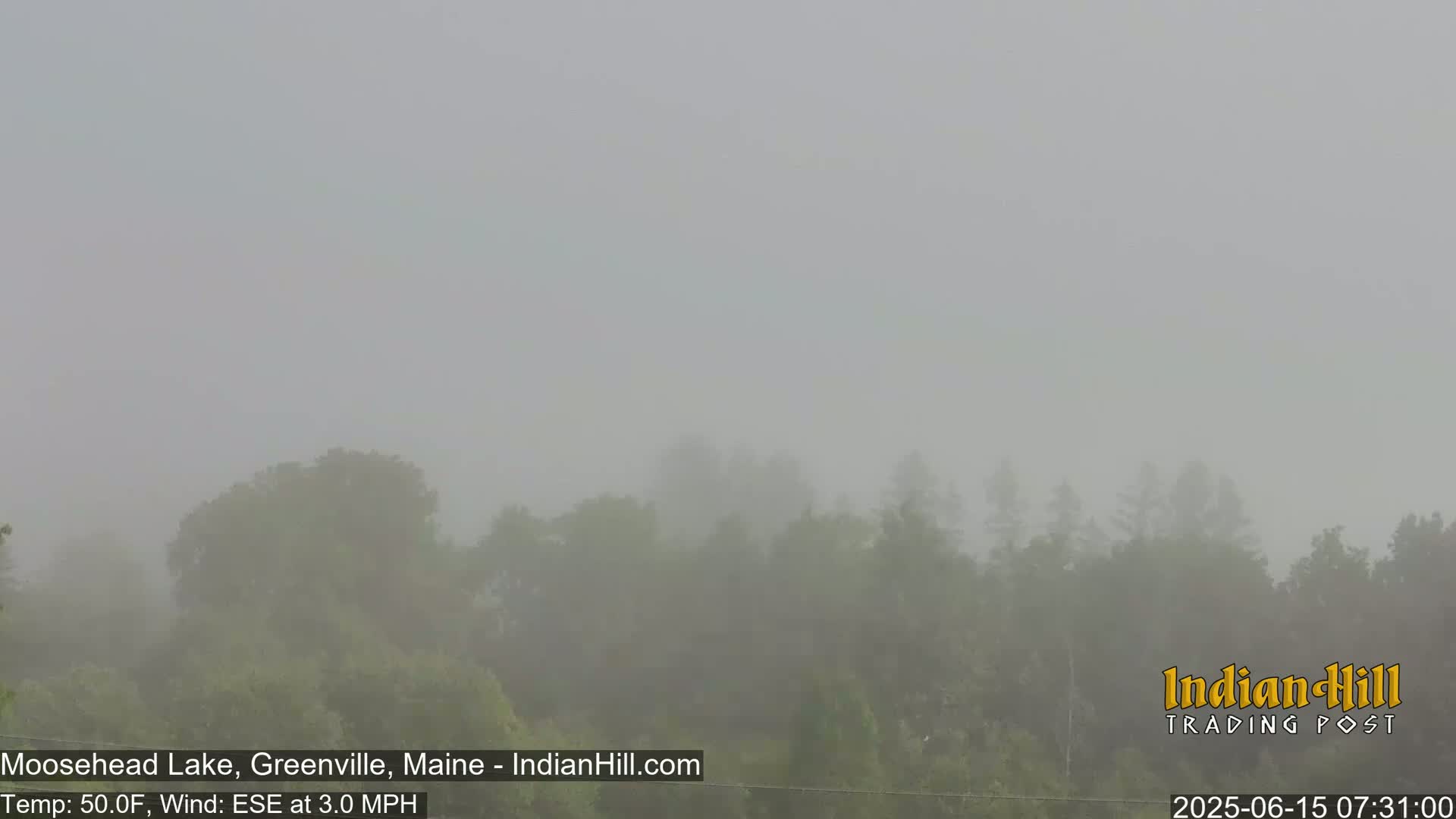 A dense fog obscures a line of trees.