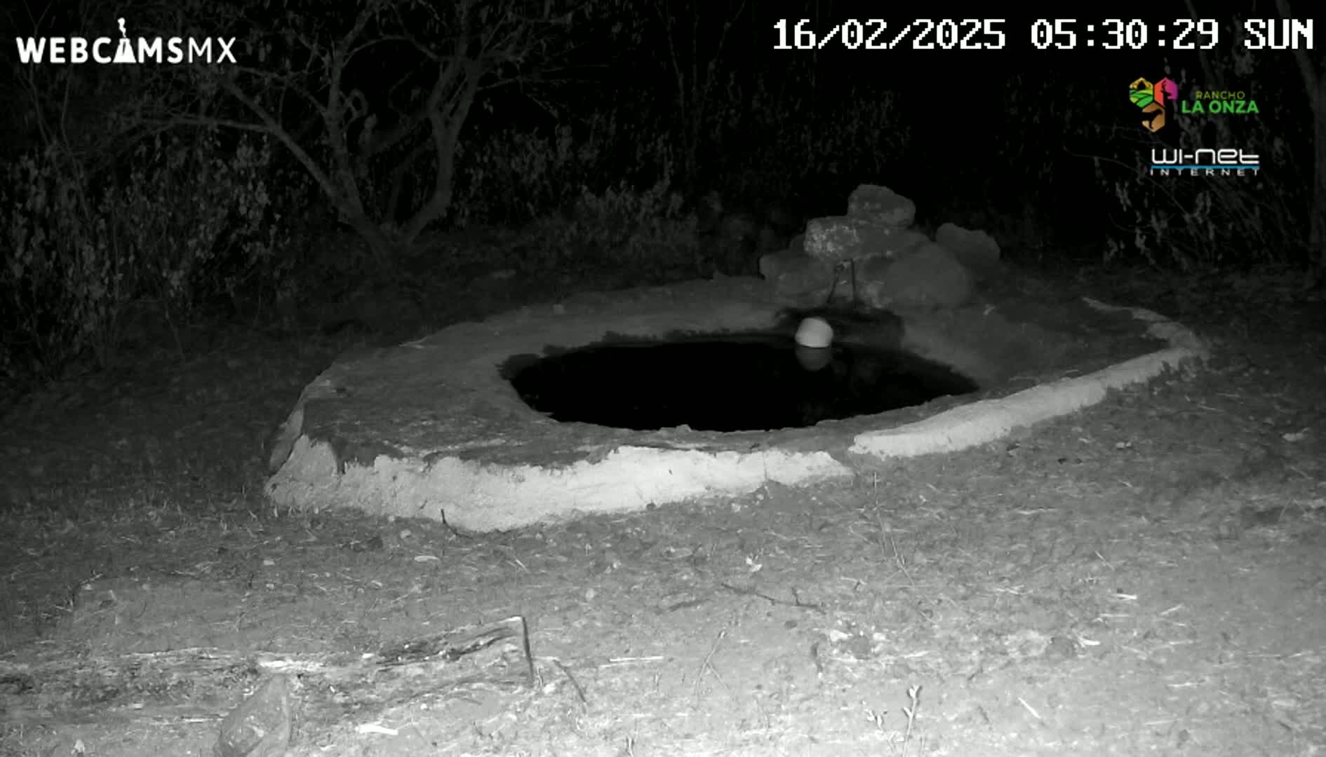 A small, round, earthen pool of dark water sits at night under a dark, tree-filled sky, with a light-colored object floating in its center.