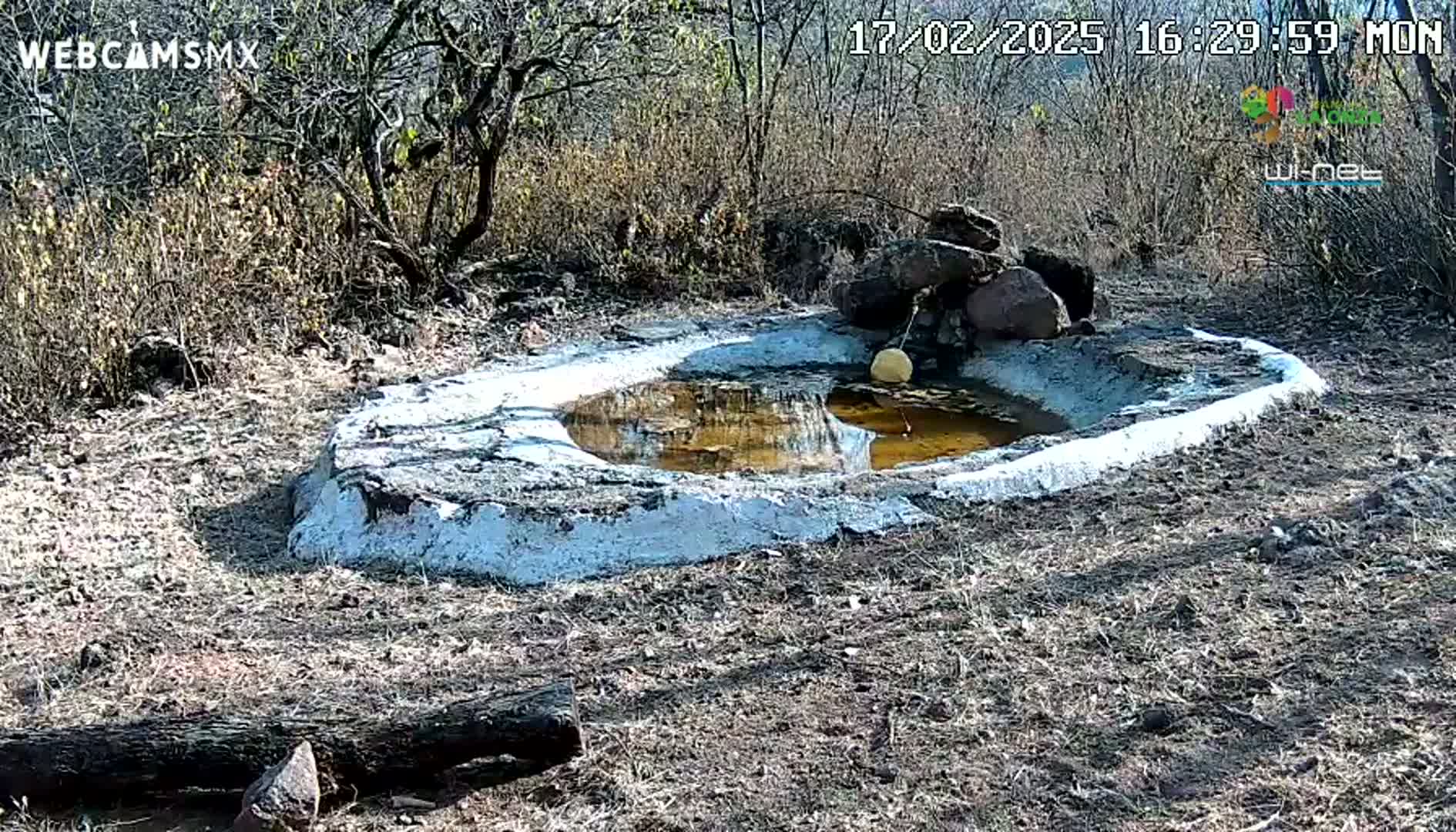 A small, white-rimmed pool of muddy water sits in a dry, scrubby landscape under a sunny sky.
