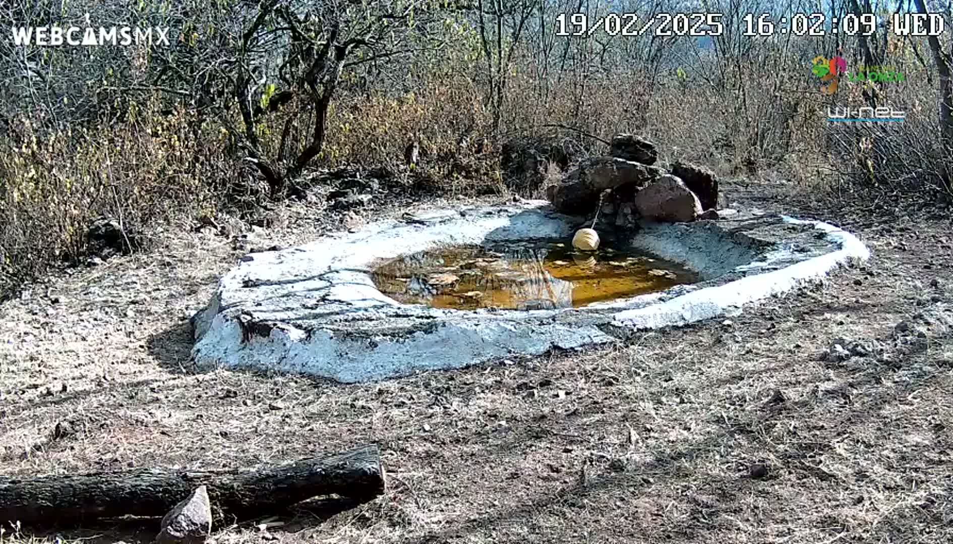 A small, shallow, muddy pool with a white cement border sits in a dry, sunny, scrubland area.