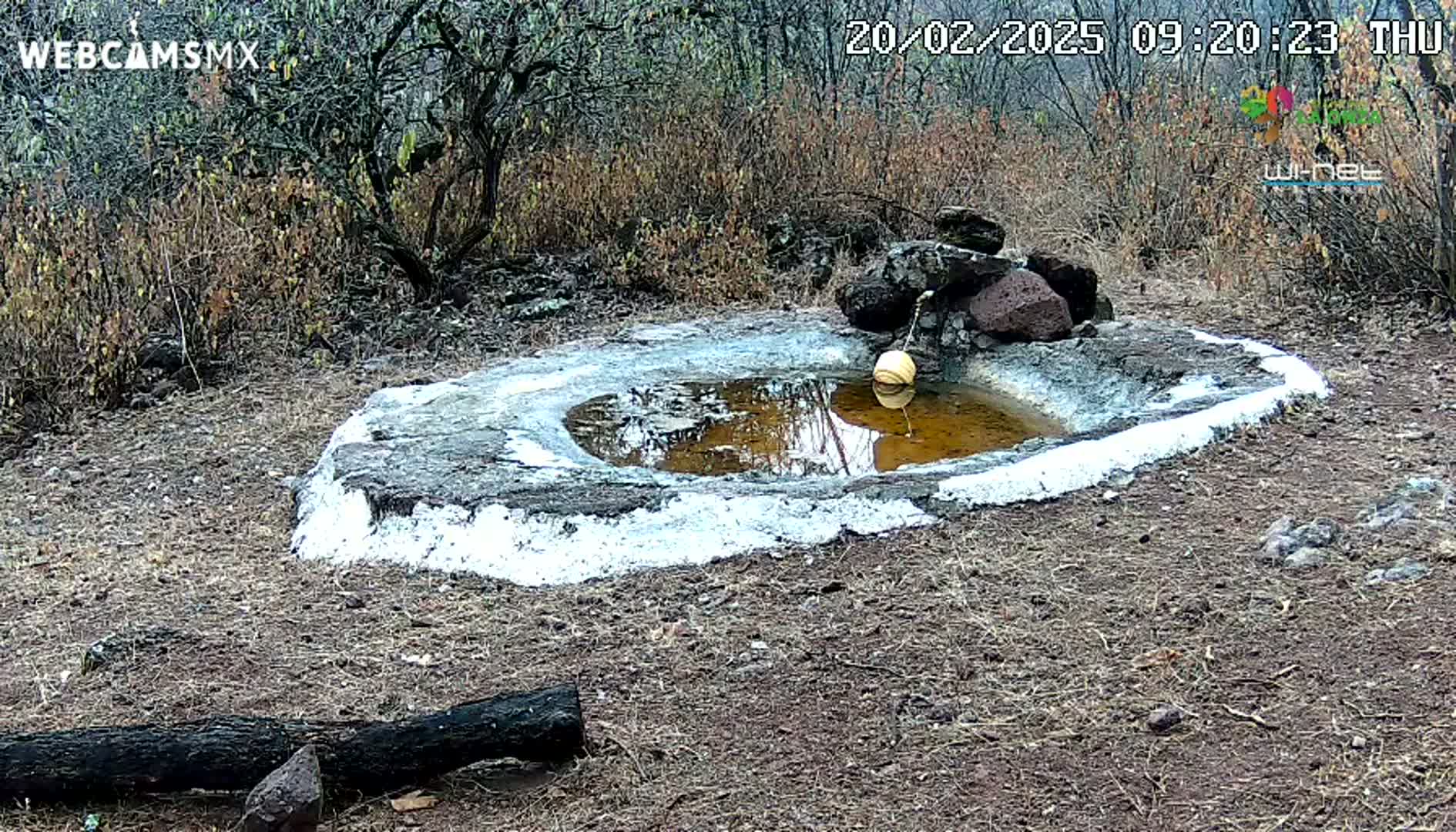 A small, shallow, stone birdbath with muddy water sits in a dry, scrubby landscape.