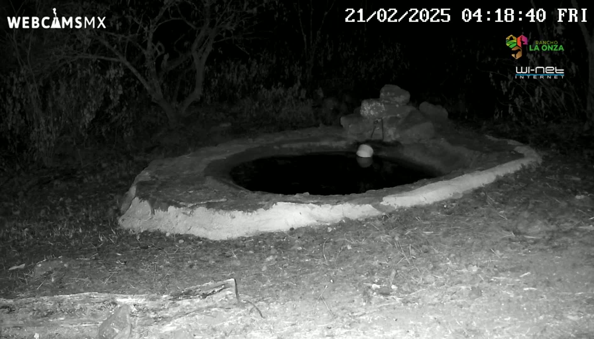 A small, round, stone water basin sits in the dark undergrowth at night.