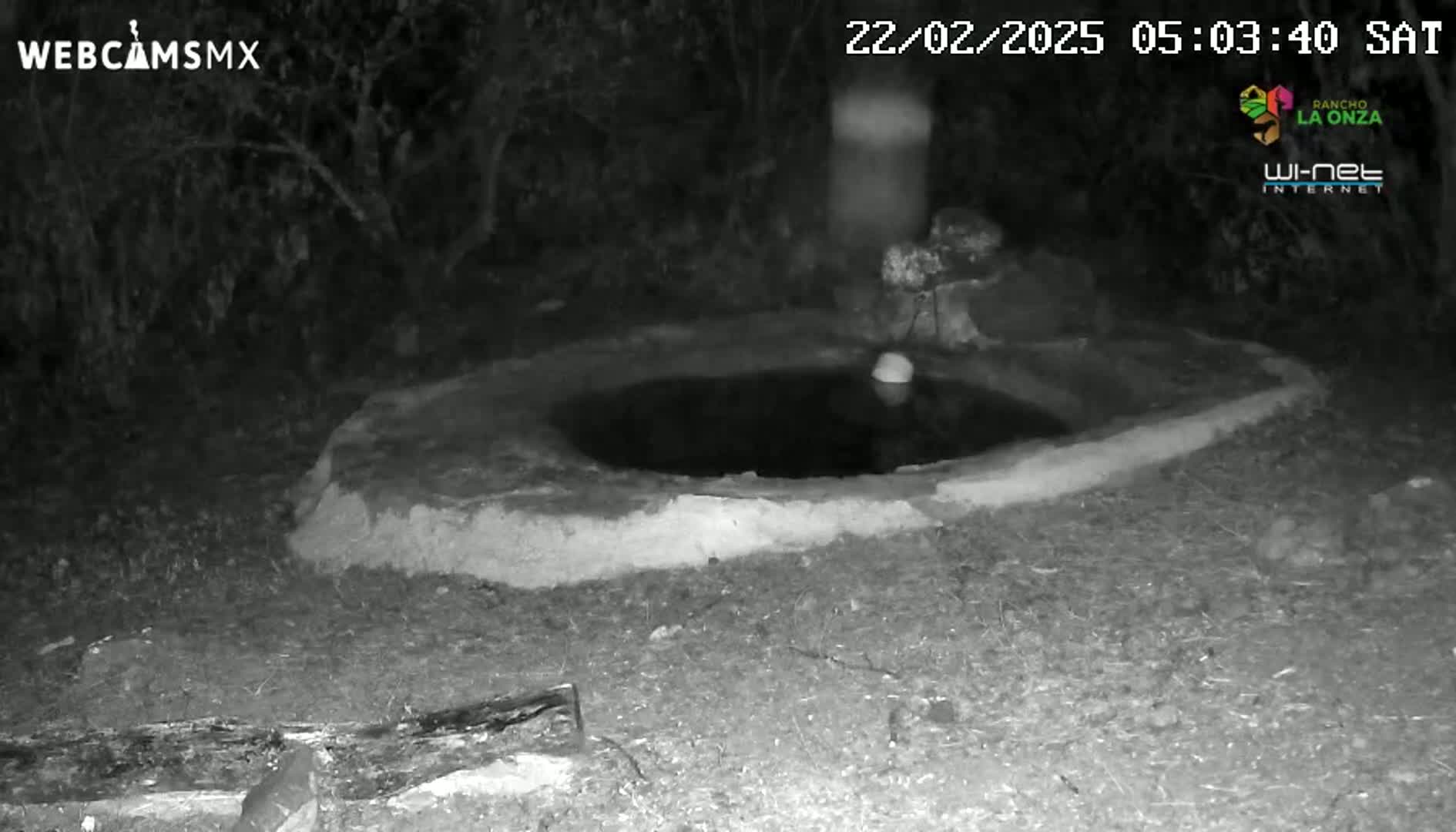 A small, dark pool of water sits in a low, cement structure at night, surrounded by dark vegetation.