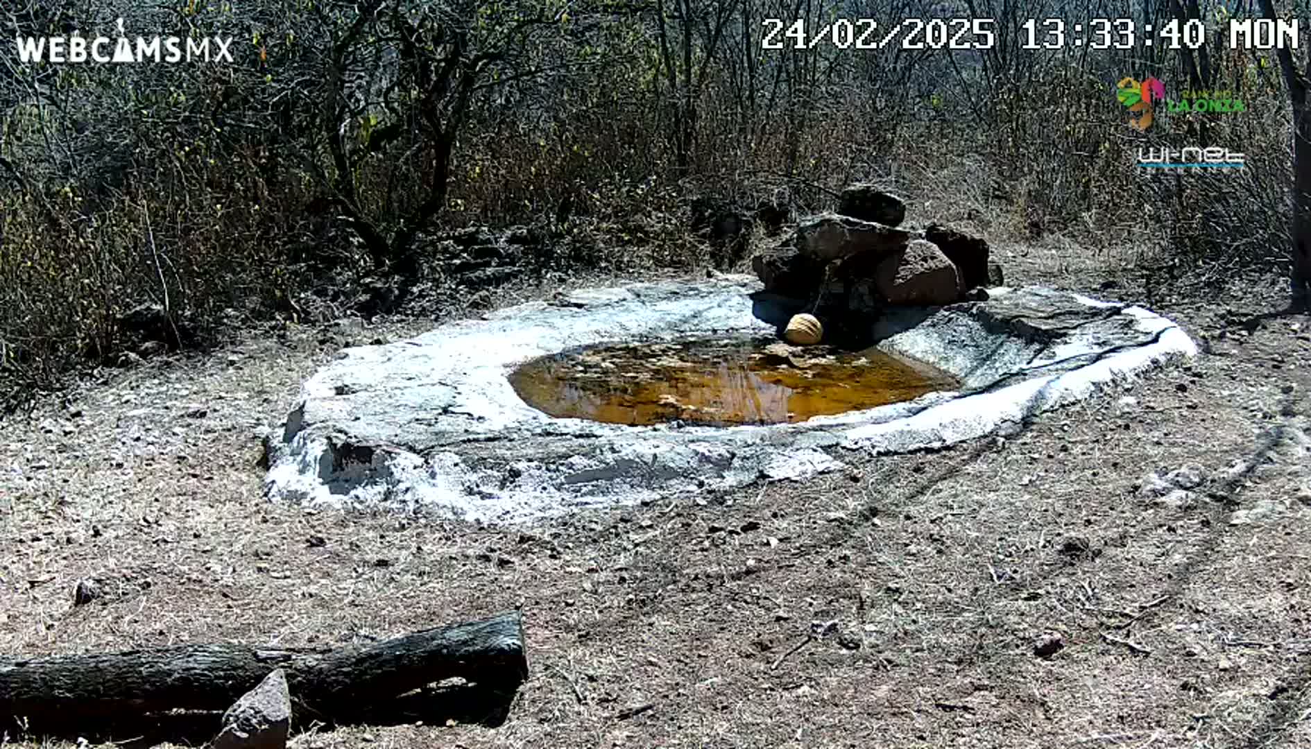 A small, shallow, muddy pool of water sits in a cement basin surrounded by rocks and dry, scrubby vegetation under a sunny sky.