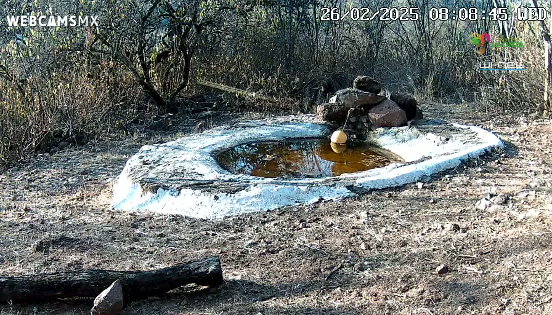 A small, shallow, muddy pool with a yellowish object floating in it is surrounded by rocks and dry, brown brush under a sunny sky.