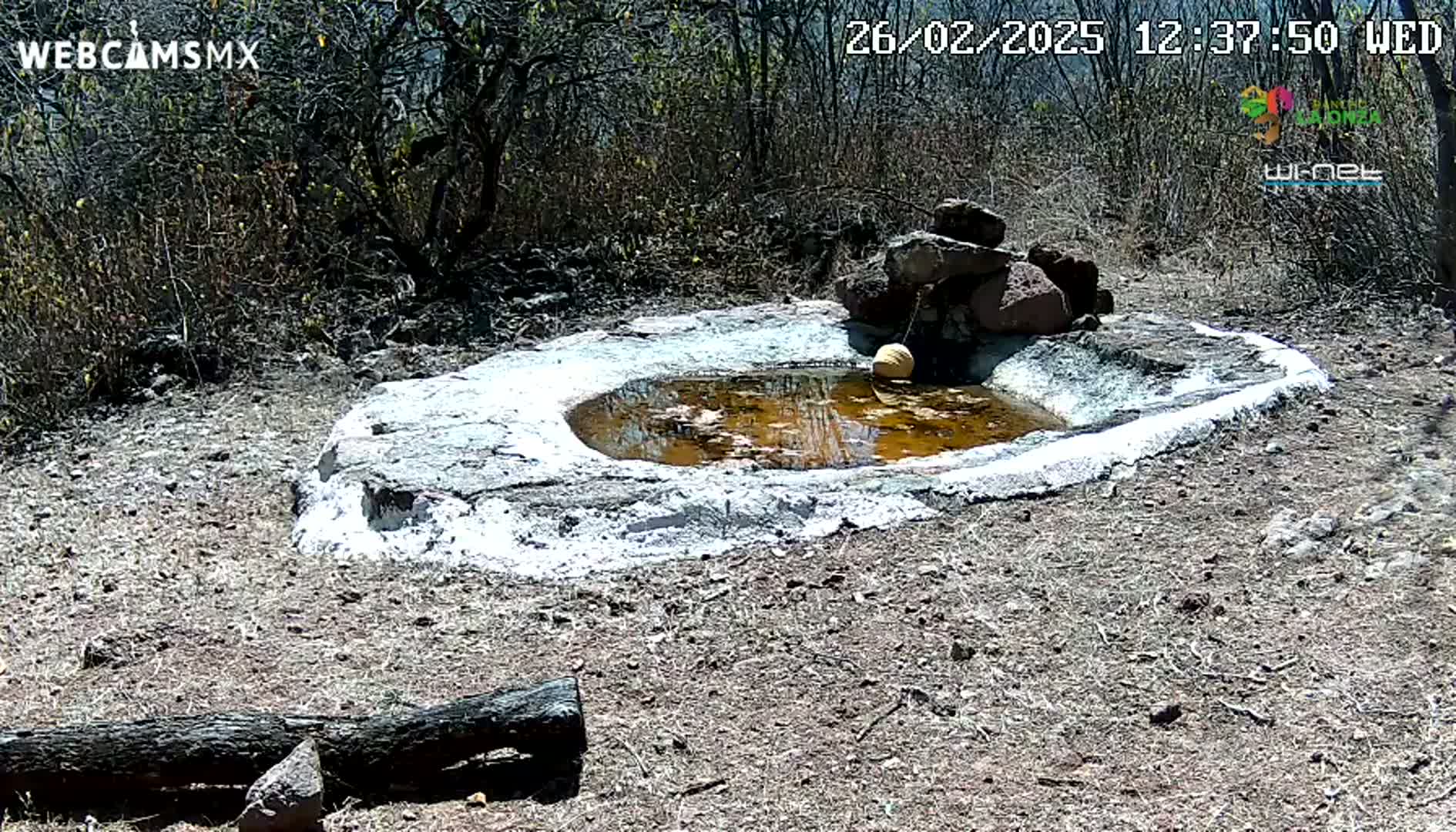 A small, shallow, round pool of murky water sits within a white-painted stone basin in a dry, sunny, scrubland setting.