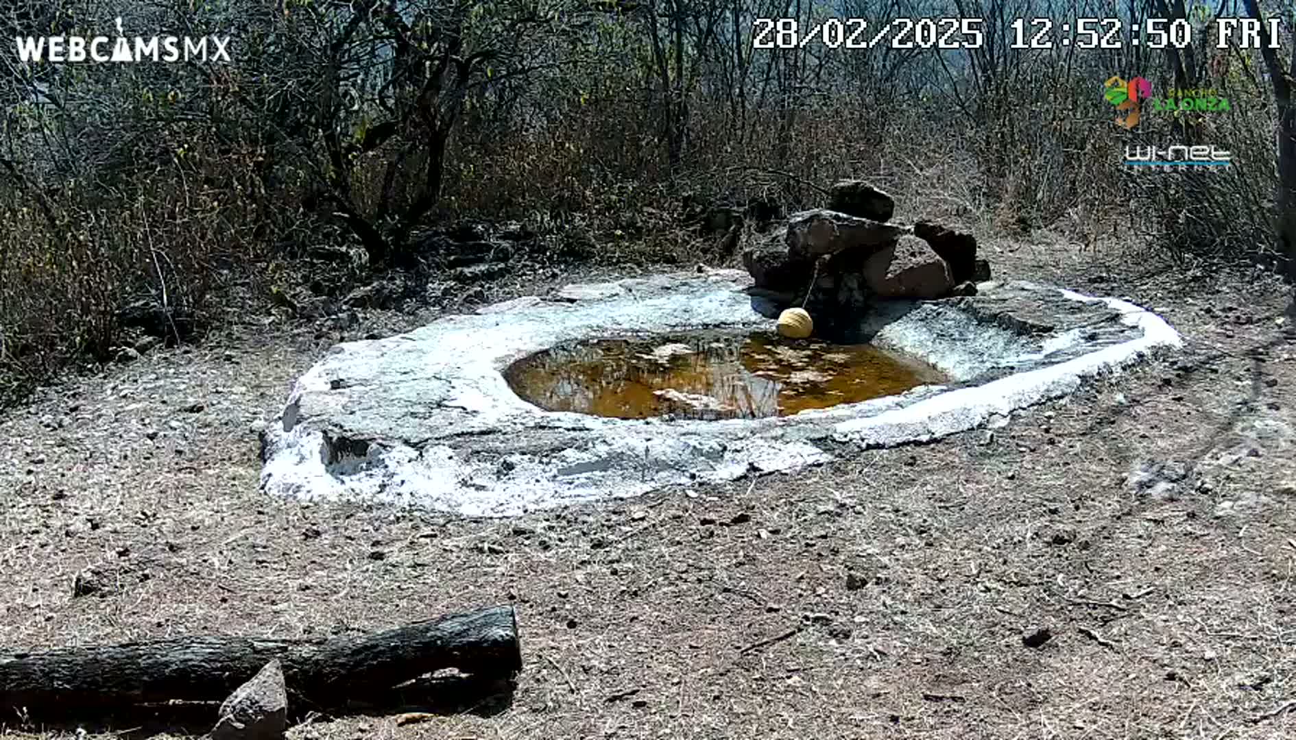 A small, shallow, muddy pool of water sits within a white-rimmed stone basin in a sunny, dry, scrubby landscape.