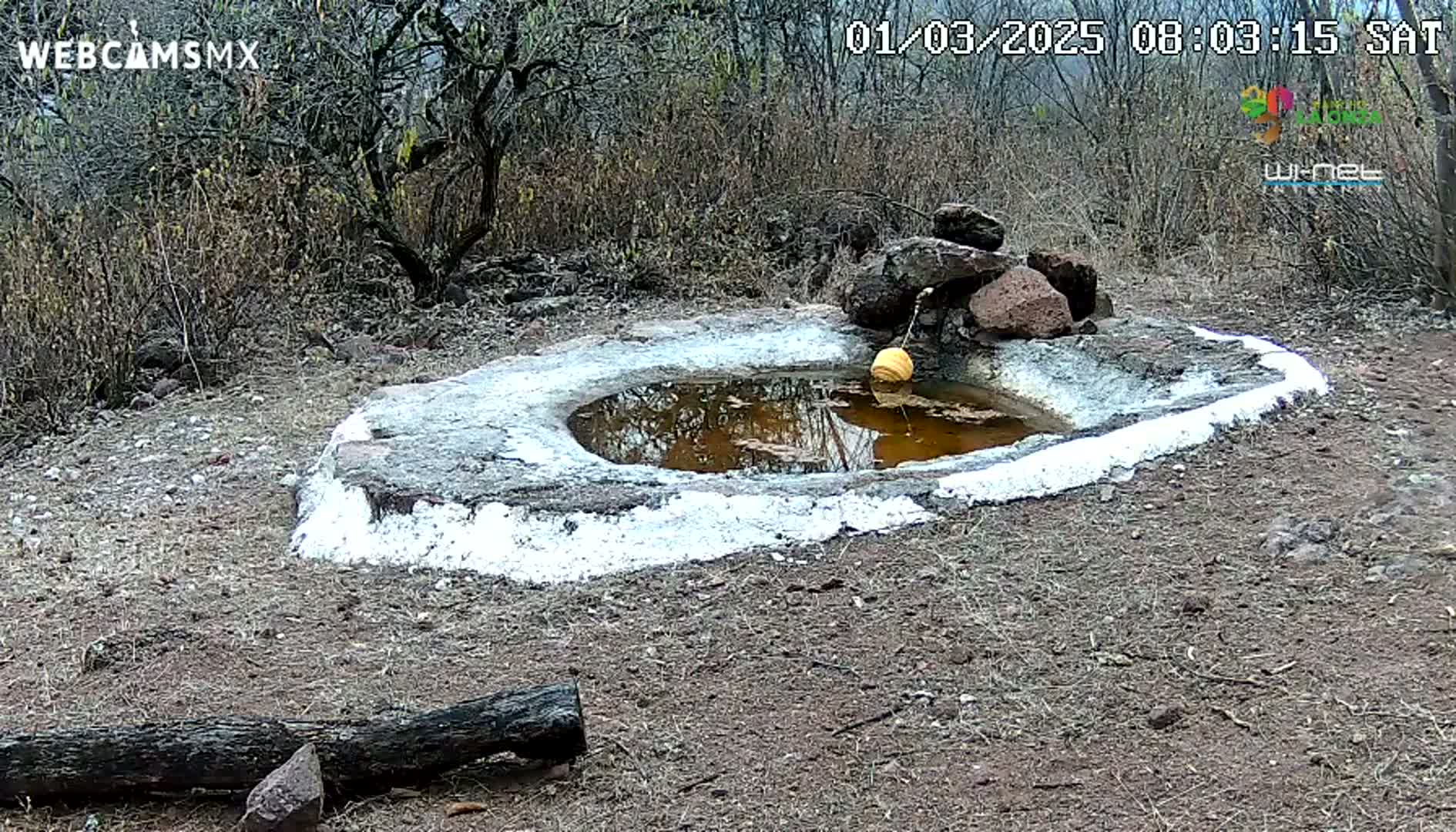 A small, round, white-rimmed pool of muddy water sits in dry, brown dirt surrounded by sparse, leafless bushes under a clear sky.