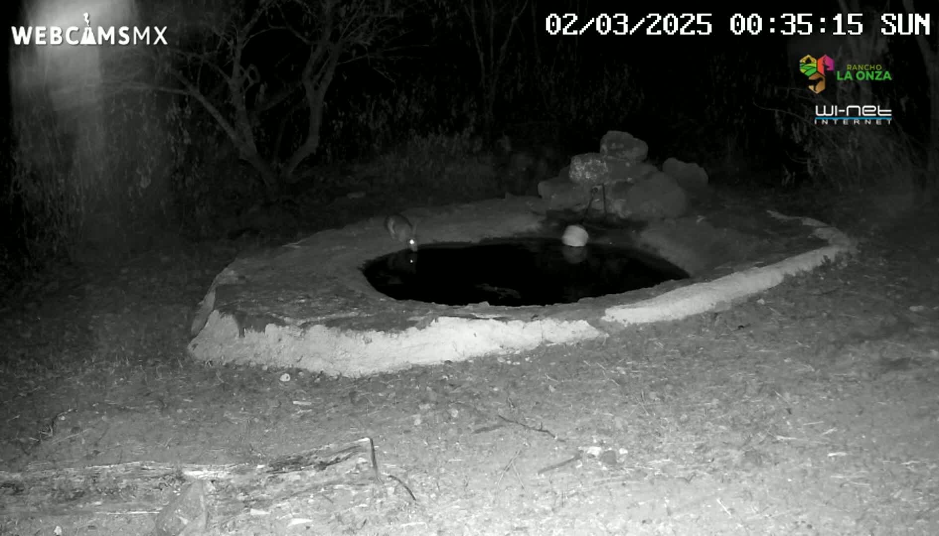 A small animal drinks from a dark, shallow pool of water at night, surrounded by dry ground and sparse vegetation.