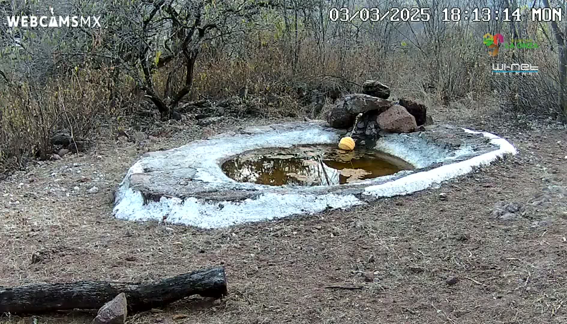 A small, shallow, stone-lined pool of murky water sits in a dry, scrubby landscape, with a yellowish object floating in the center.