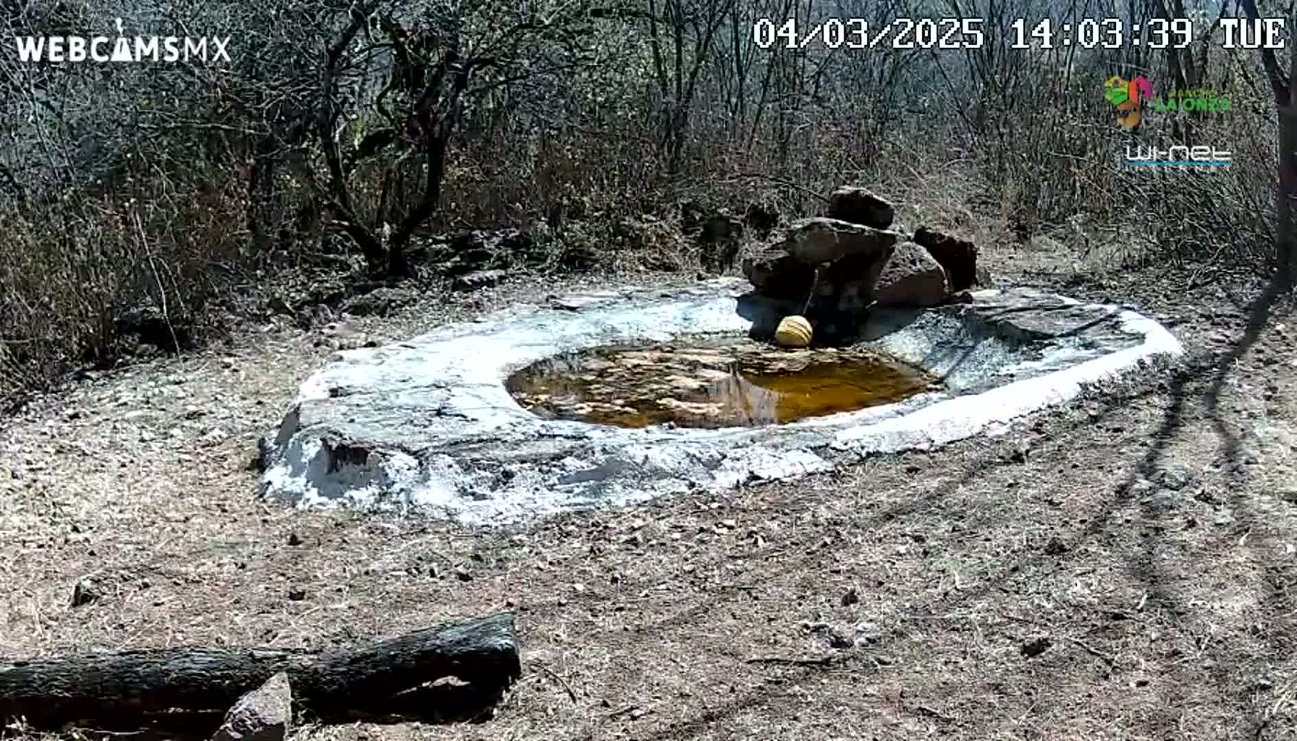 A small, shallow, muddy pool of water sits in a rocky, dirt area surrounded by dry brush under a sunny sky.