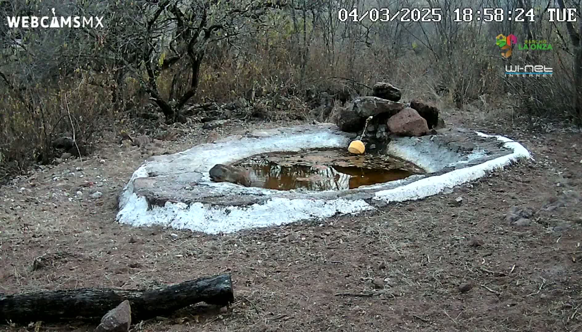 A small animal sits by a shallow, rocky pool of water in a dry, scrubby landscape.