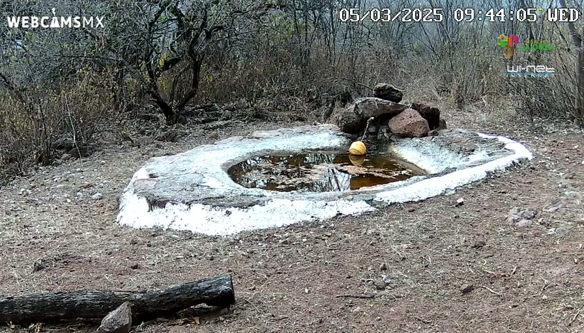 A small, shallow, stone basin with a muddy puddle of water and a yellowish-orange object floating in it sits in a dry, scrubby landscape under a cloudy sky.