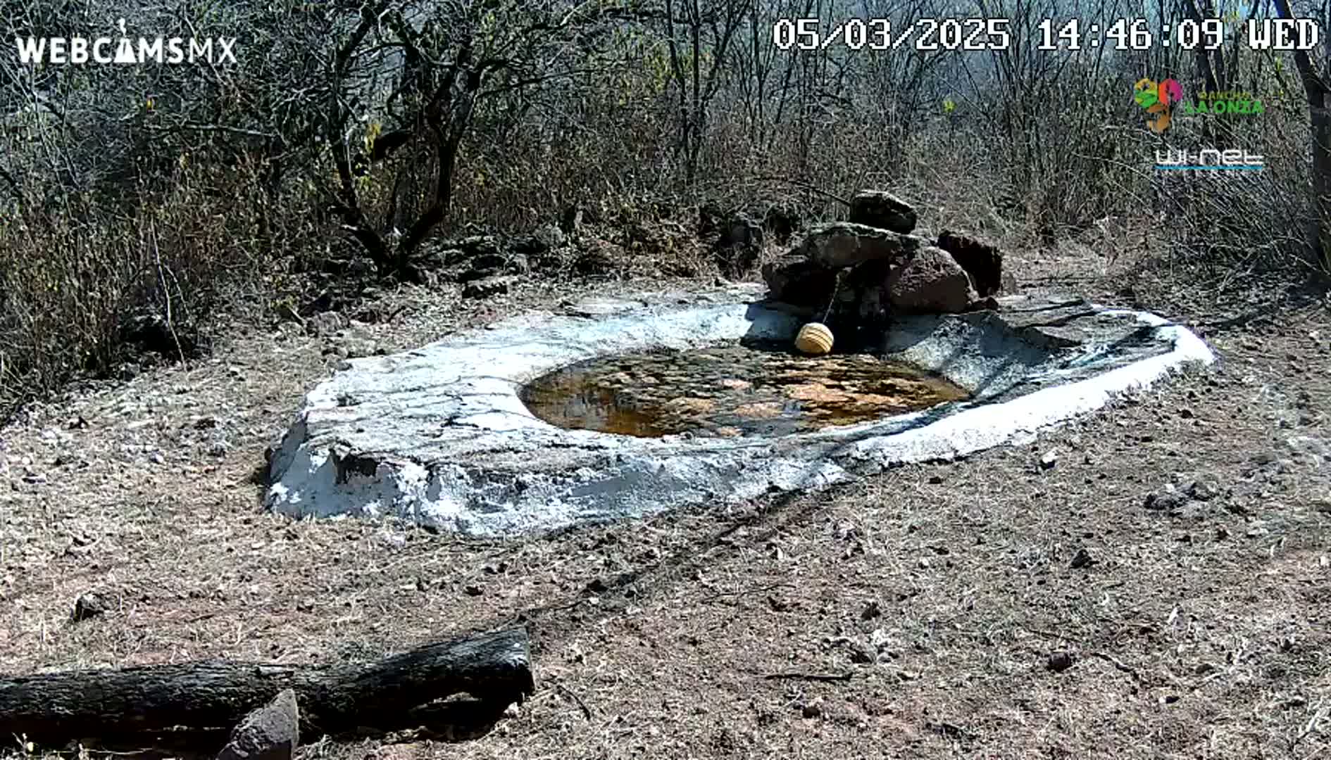 A small, shallow, circular pool of murky water sits in a rocky, dry, sunny area surrounded by scrubby, leafless bushes.