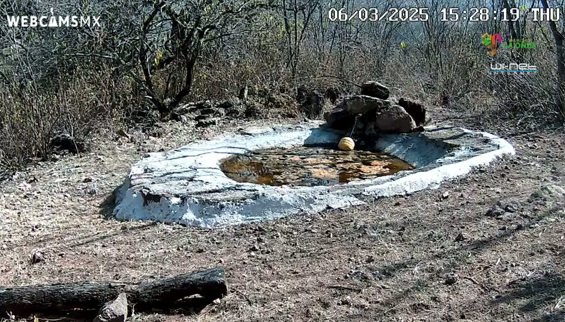 A small, shallow, muddy pool with a white border sits in a dry, sunny, scrubland area.