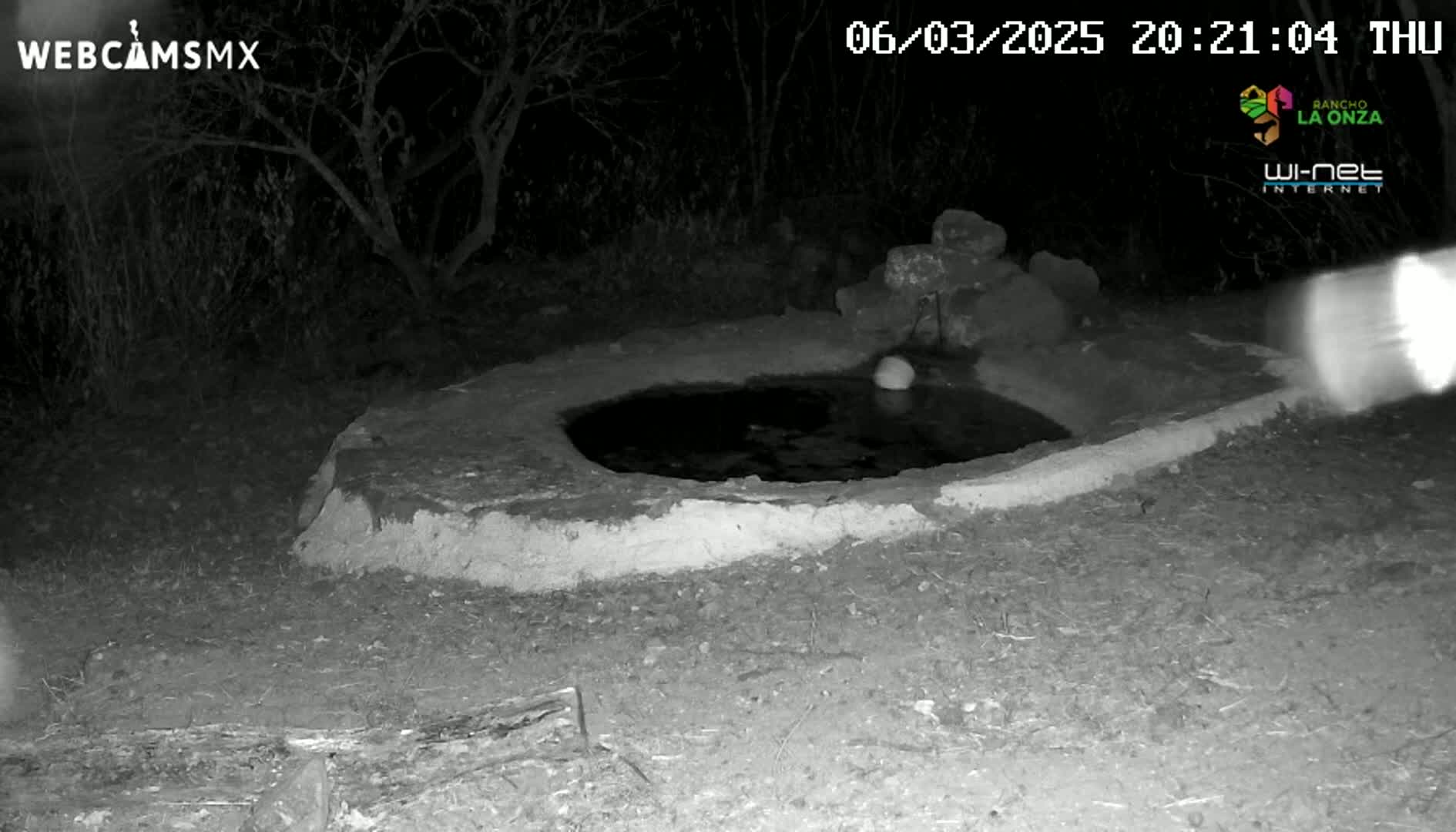 A low-light nighttime image shows a small, shallow, stone basin of water in a dark, sparsely vegetated area.