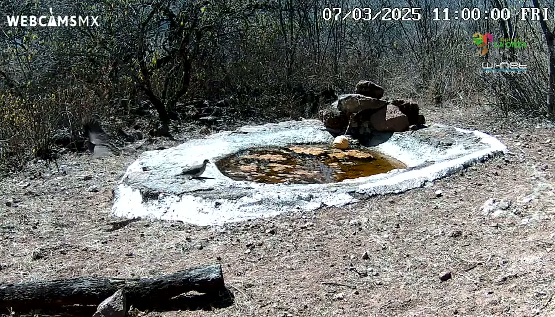 Two birds are near a small, shallow, muddy pool of water surrounded by rocks and sparse brush under a sunny sky.