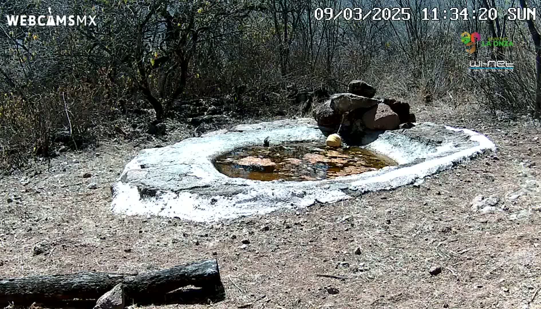 A small, shallow, circular pool of muddy water is surrounded by a low, white-painted stone wall in a sunny, dry, scrubland environment.