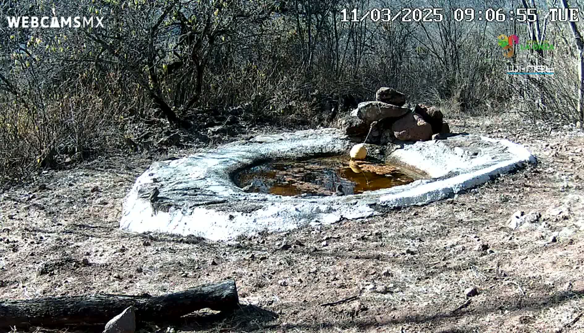 A small, shallow, man-made pond with a yellowish object floating in it sits in a dry, scrubby landscape on a sunny day.