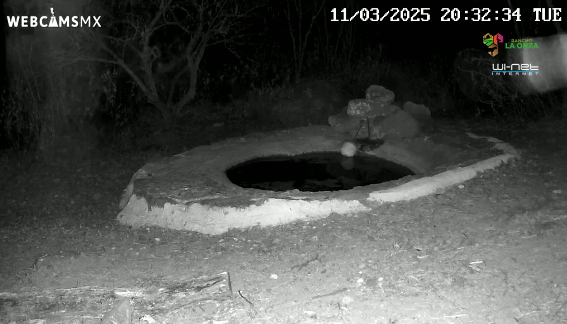 A nighttime, infrared image shows a round, shallow, stone basin of water in a dark, wooded area.