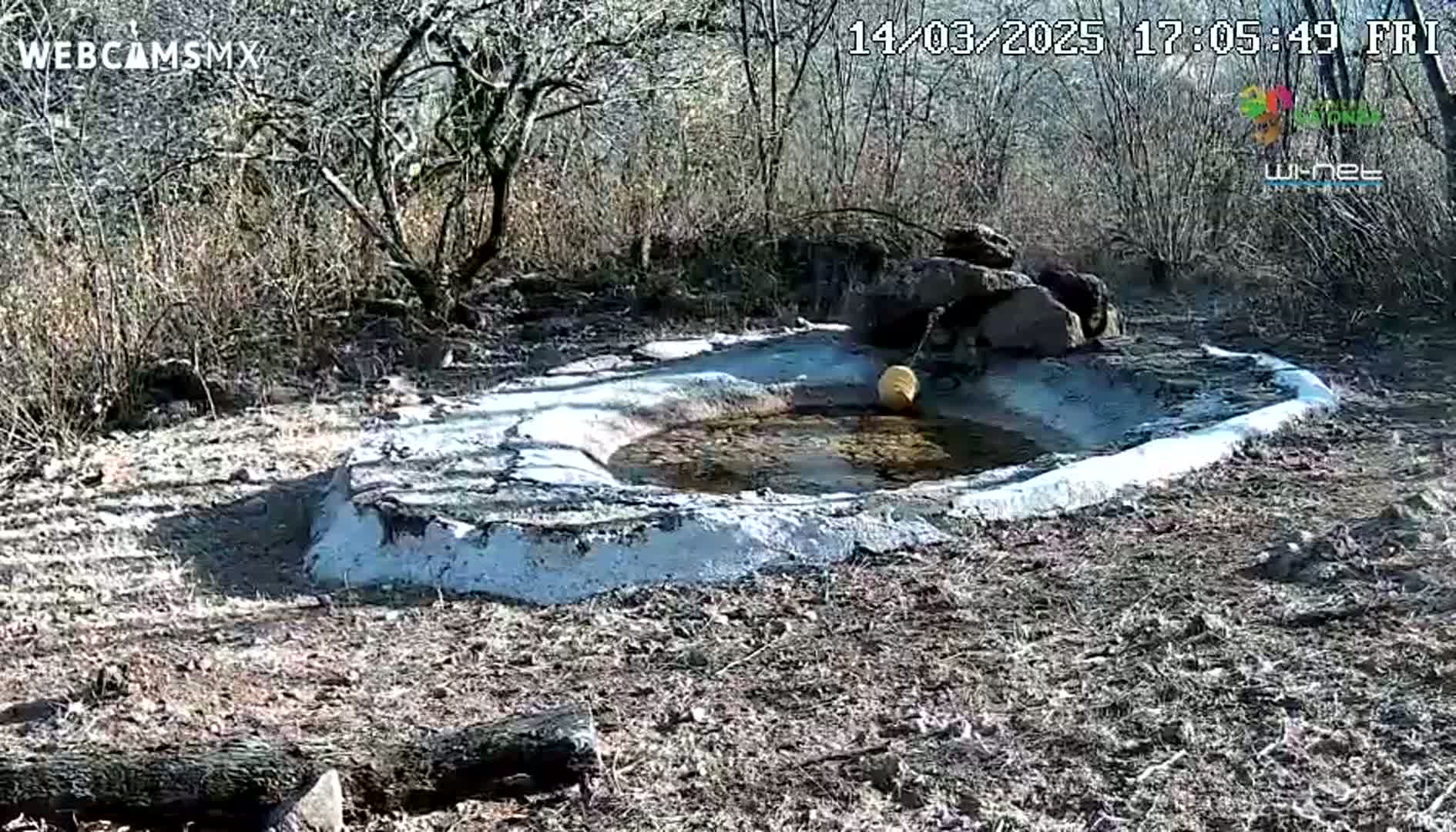 A small, shallow, partially frozen pond is nestled in a barren, wintry woodland.