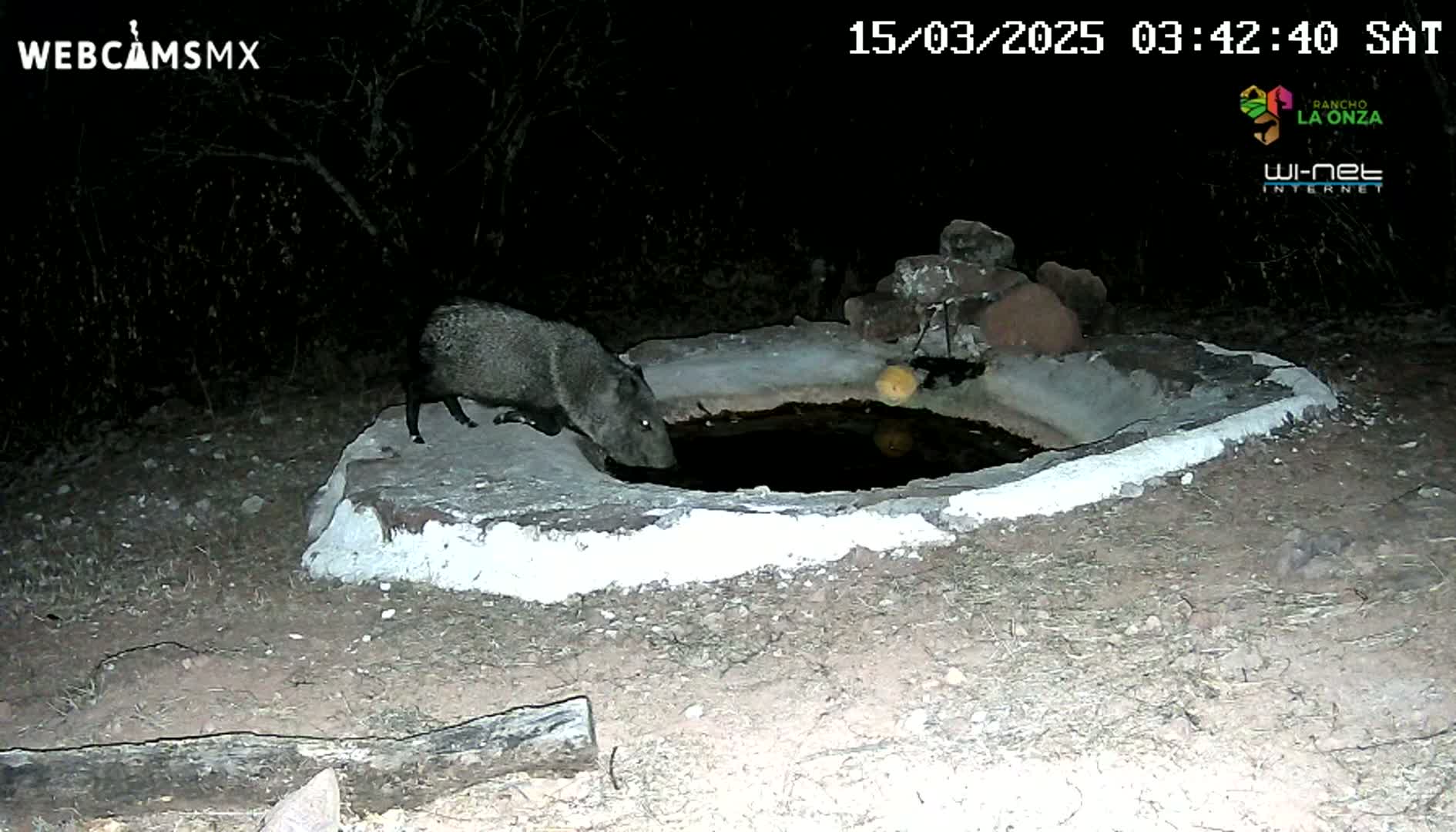 At night, a collared peccary drinks from a small, cement-lined water trough in a dark, sparsely vegetated area.