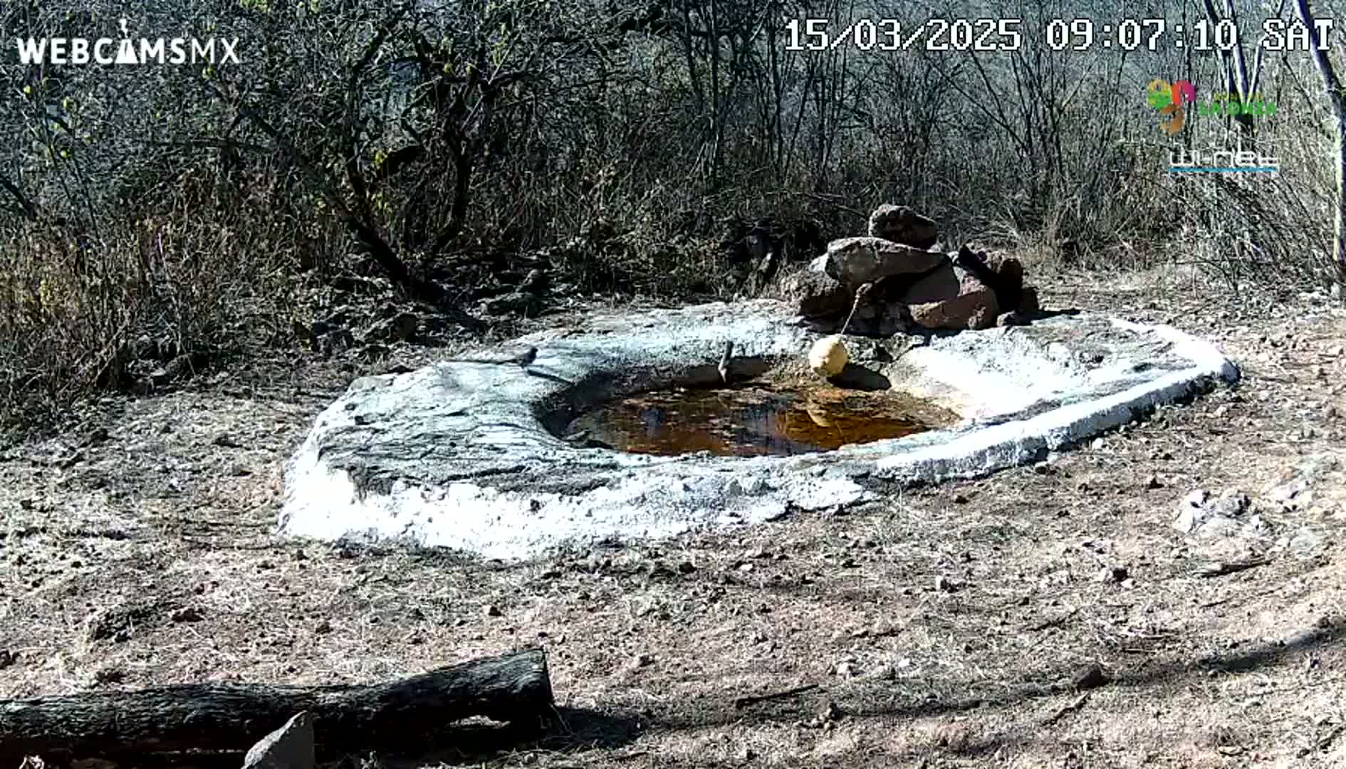 A small, shallow, water-filled basin made of rocks and cement sits in a dry, sunny, scrubby landscape.