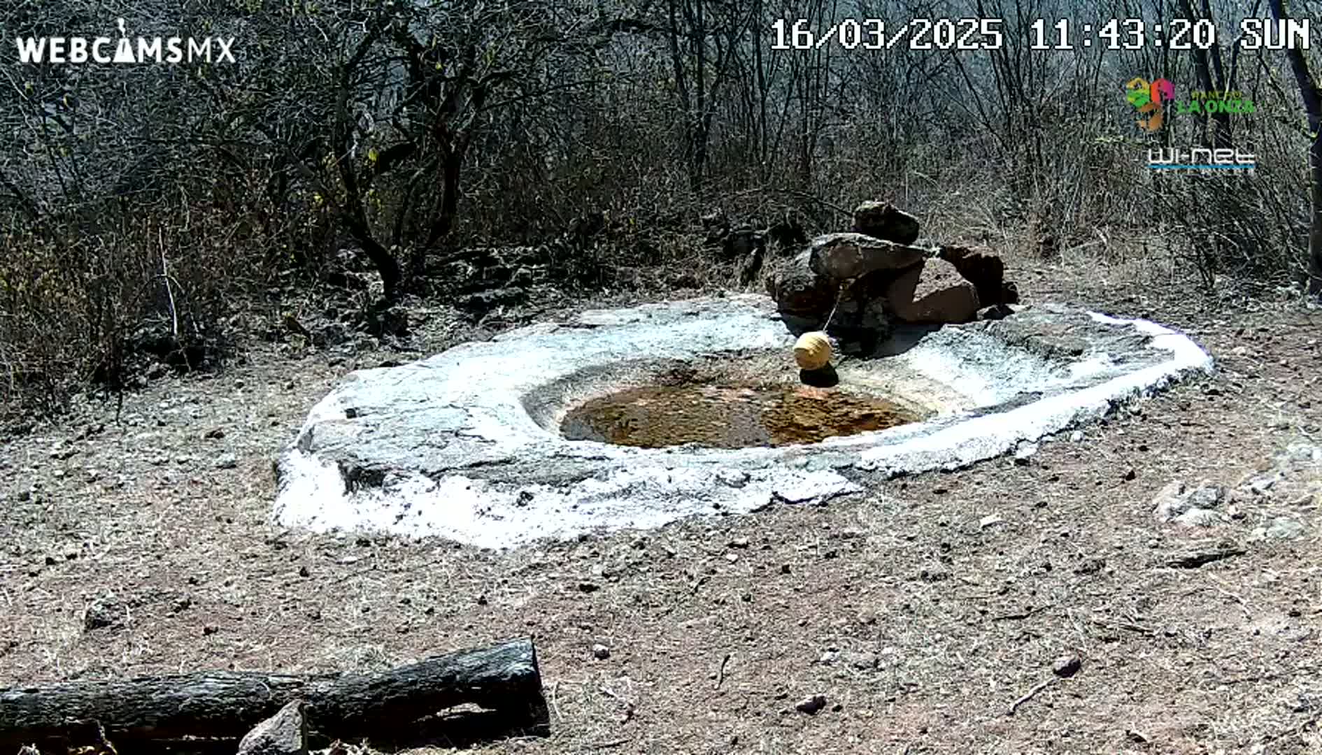 A small, round stone basin containing murky water sits in dry, scrubby terrain under a sunny sky.