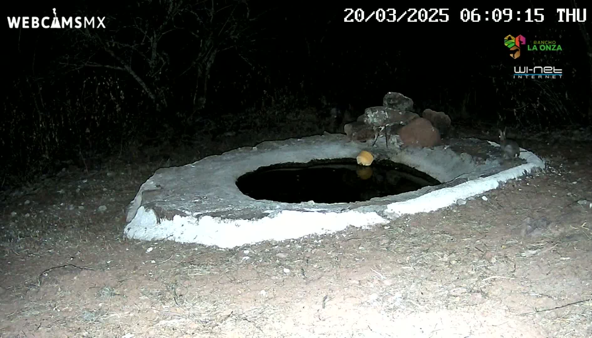 A small, shallow, dark pool of water sits in a low, white-rimmed stone structure at night, with a small animal visible near it.