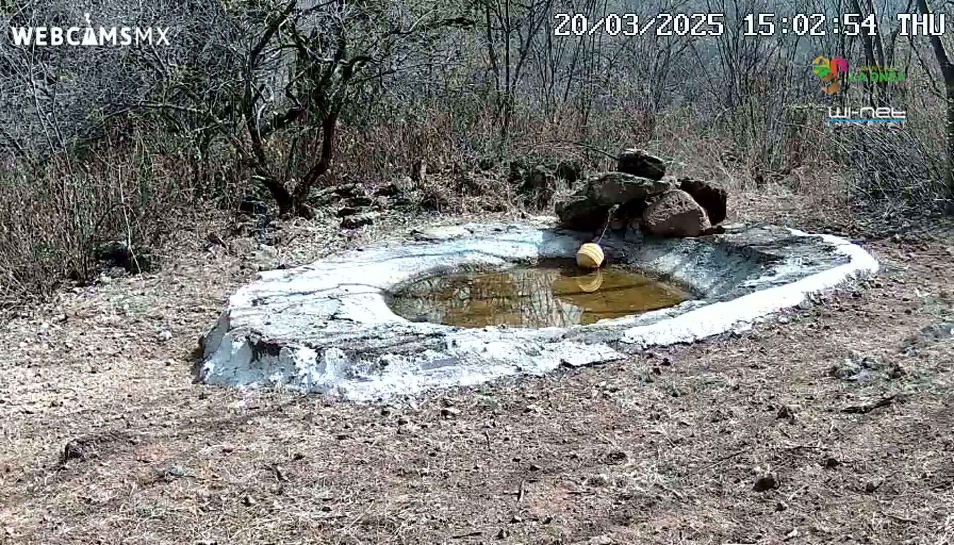A small, shallow, concrete-lined pool of muddy water sits in a dry, barren, outdoor landscape with leafless bushes and rocks.