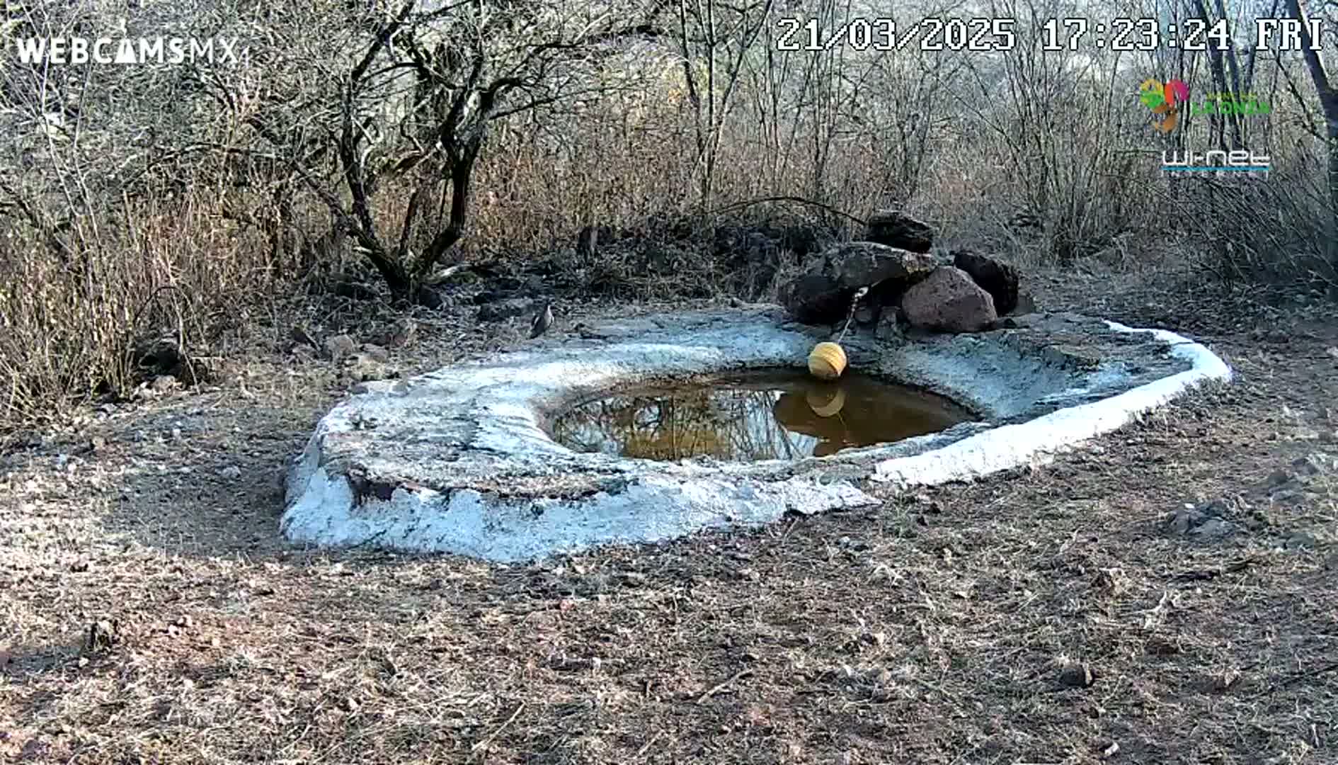 A small, shallow, cement-lined pool of water sits in a dry, scrubby landscape, with a bird nearby.