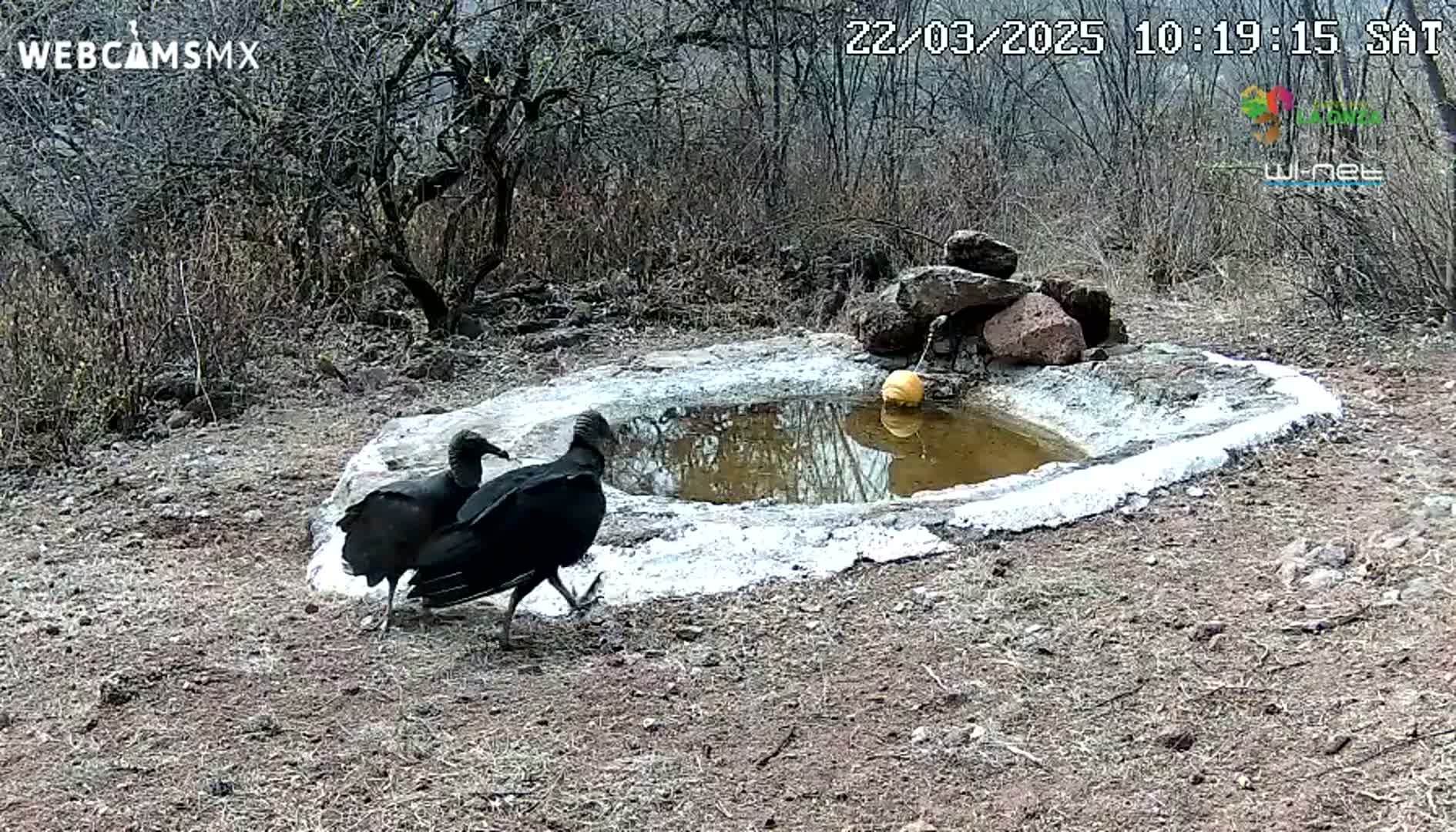 Two black vultures stand near a small, shallow, muddy pool of water in a dry, scrubby landscape.