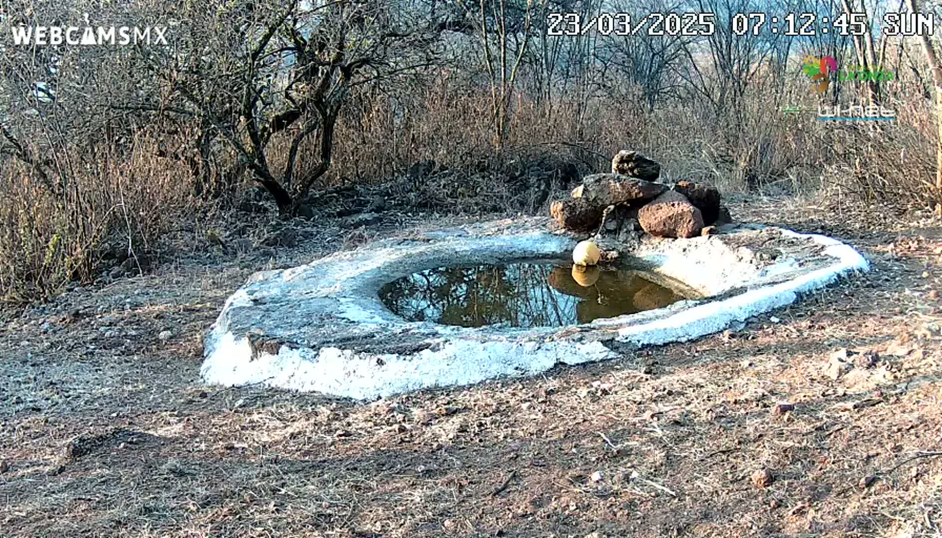 A small, circular, white-rimmed pool of water sits in a dry, brown landscape surrounded by leafless bushes under a sunny sky.