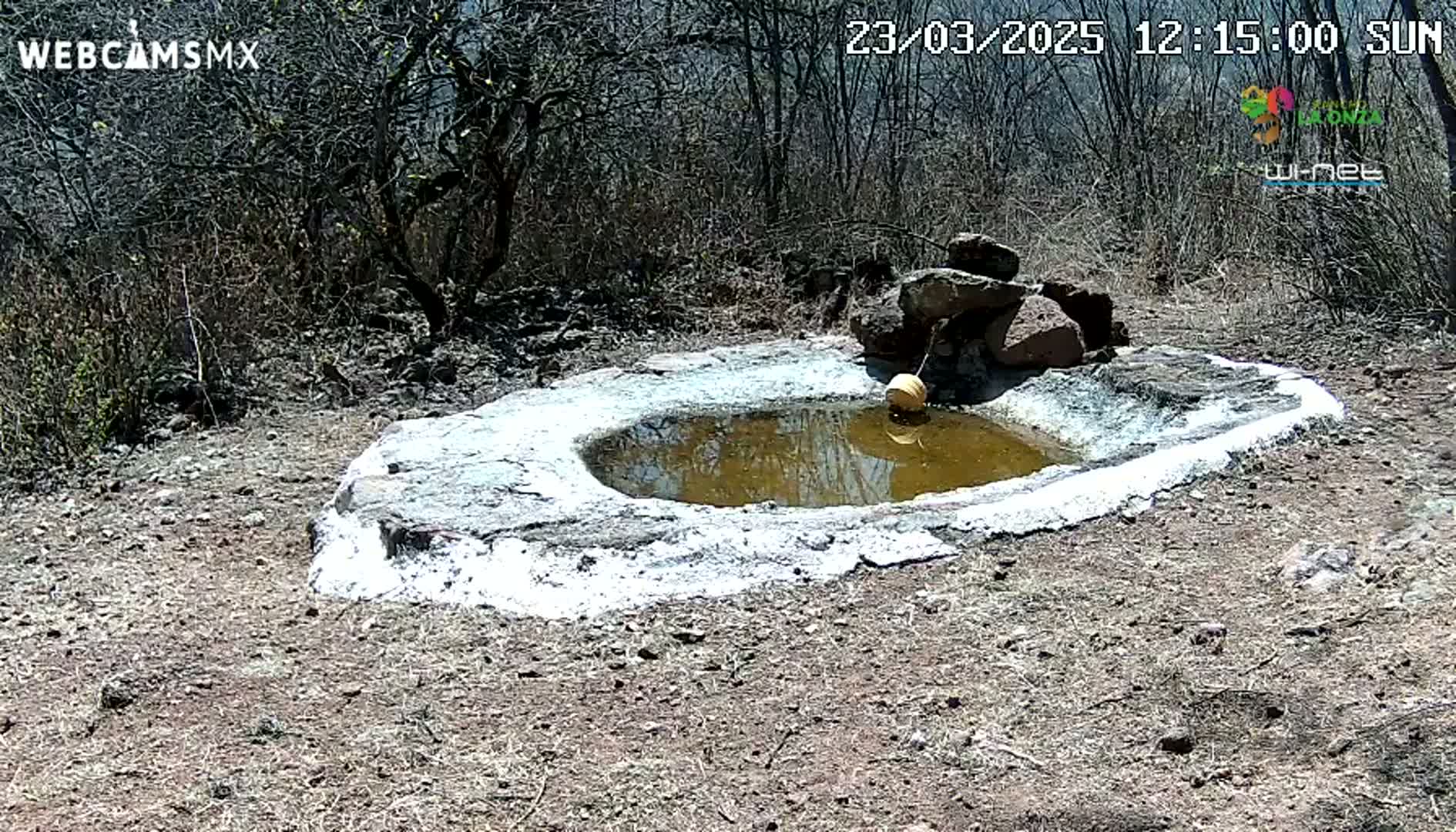 A small, shallow, water-filled basin, partially coated in white, sits on the ground in a sunny, dry, scrubland environment.