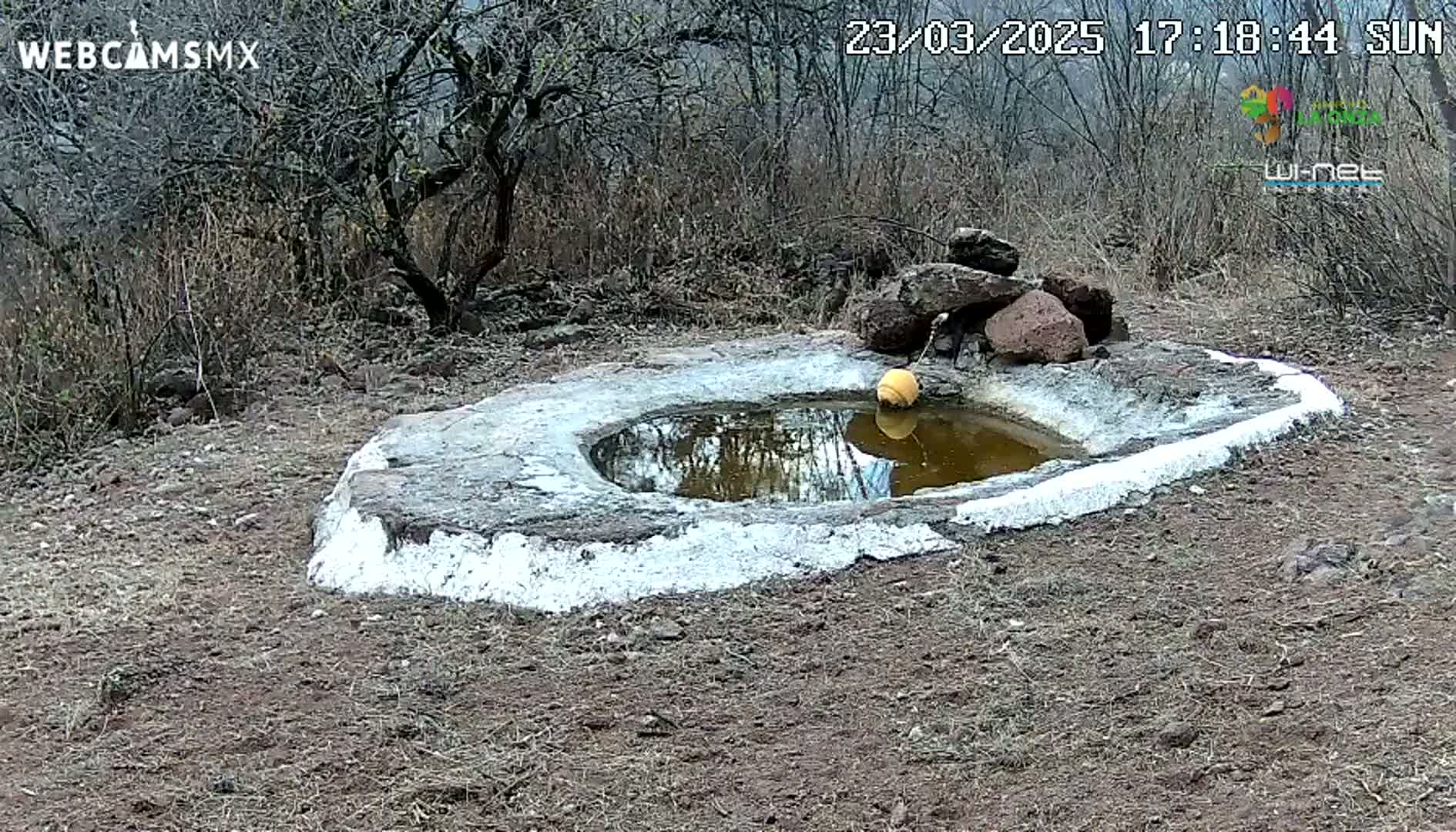 A small, oval-shaped, white-painted birdbath with a murky pool of water and a yellow float sits in dry, brown dirt surrounded by leafless bushes under a sunny sky.