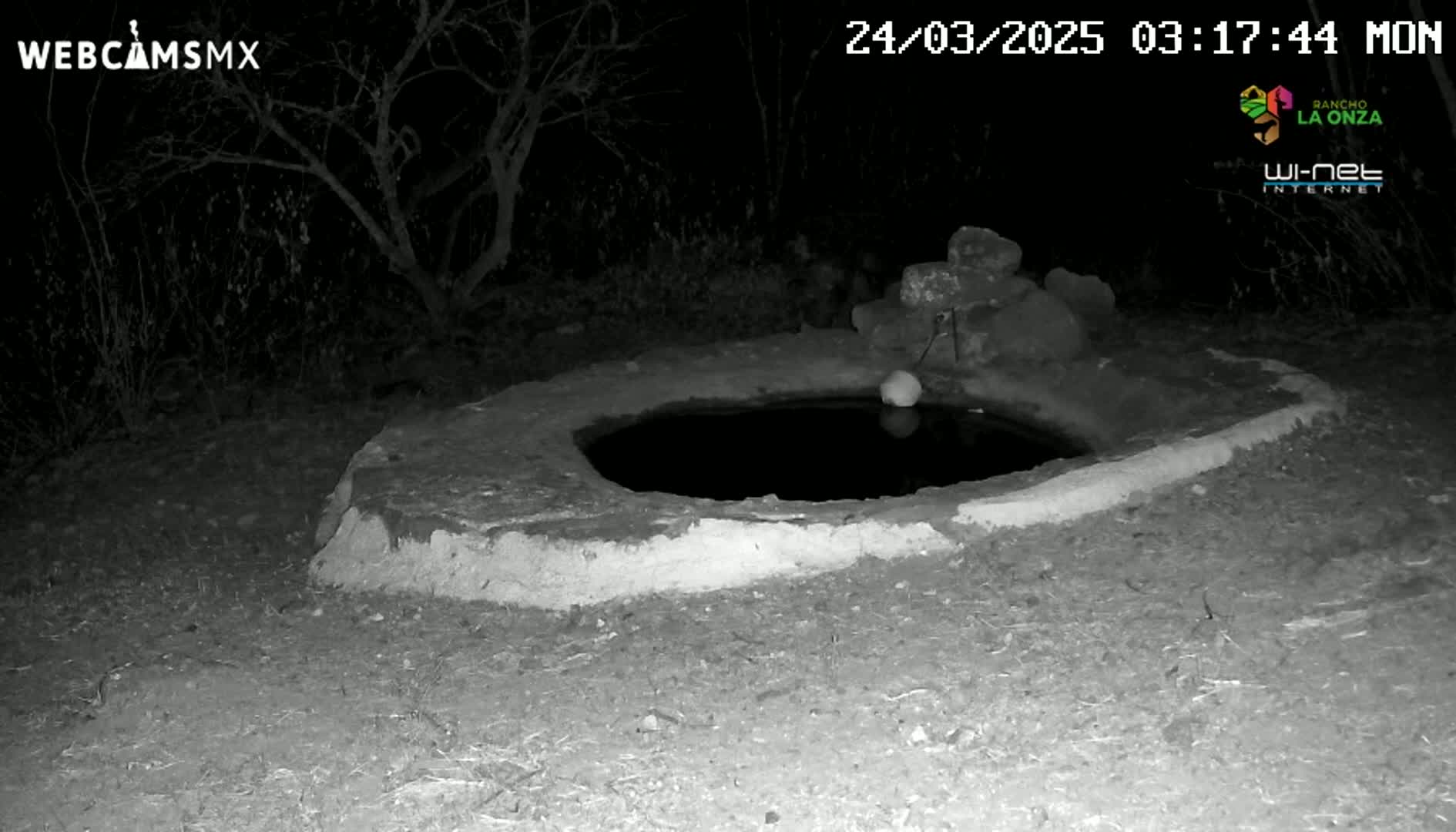 A low-light nighttime image shows a small, round, stone water basin containing dark water and a light-colored object floating in it, situated outdoors amongst sparse vegetation.