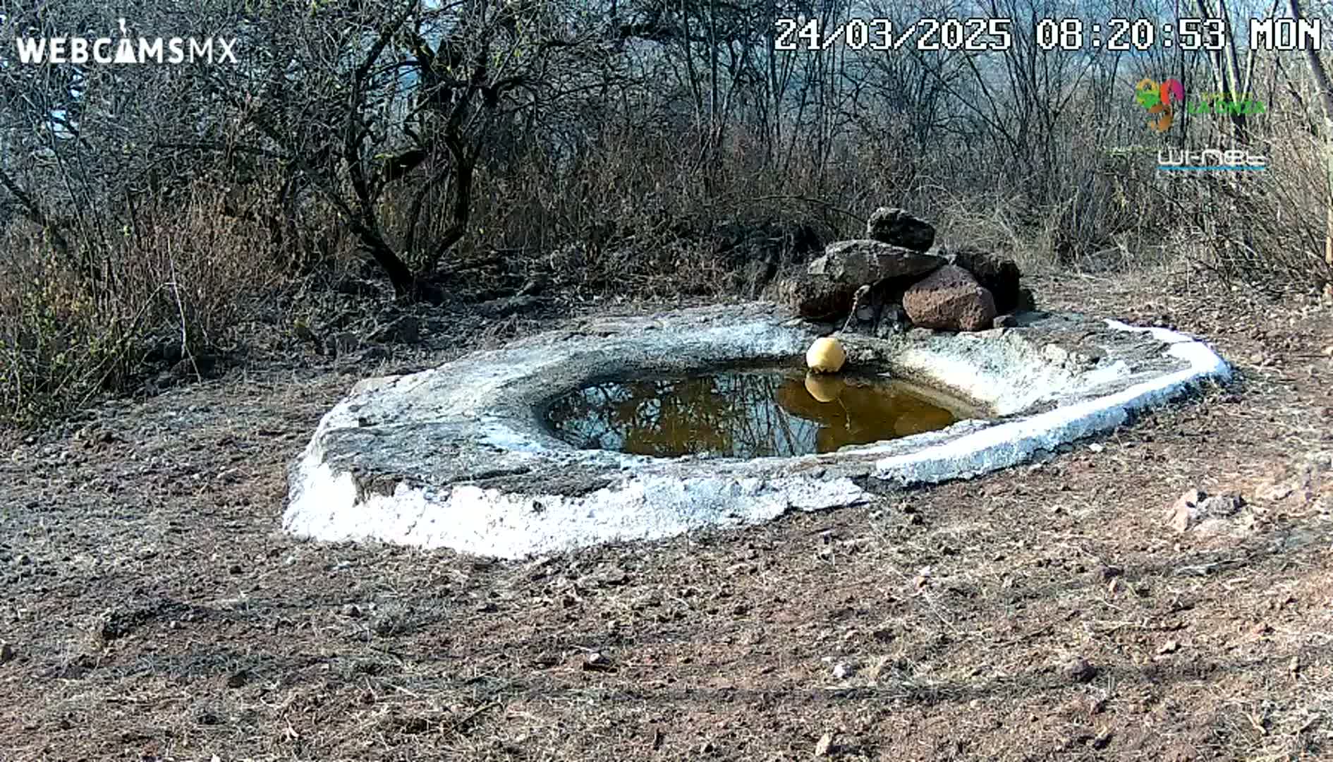 A small, shallow, stone-lined pool of still, reflective water sits in dry, brown earth surrounded by leafless bushes under a sunny sky.