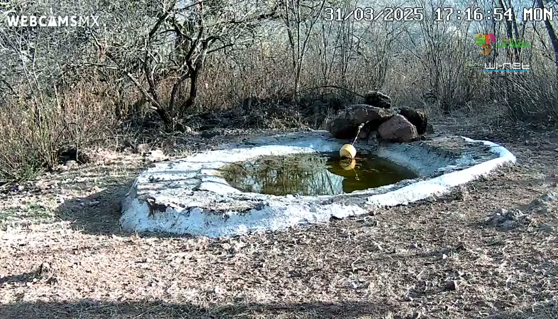A small, shallow, water-filled basin with a yellowish object floating in it sits in a dry, scrubby landscape under a sunny sky.